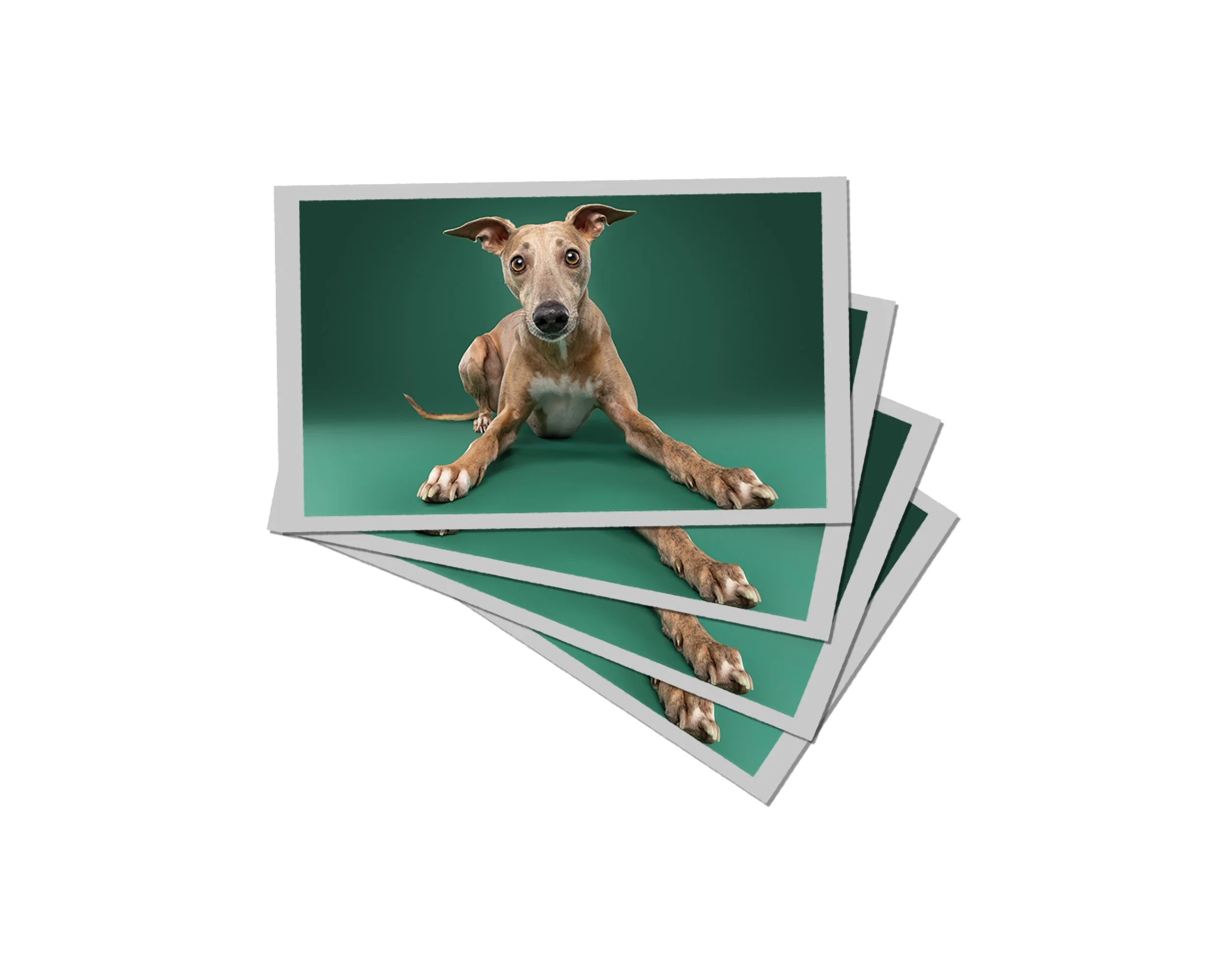 Hondenfotografie studio Whippet | Exclusief hondenportret van High-End fotostudio Motherpuppers, de nr. 1 bestemming in Europa voor luxe hondenfotografie door award-winning hondenfotograaf Kimberley Jongen