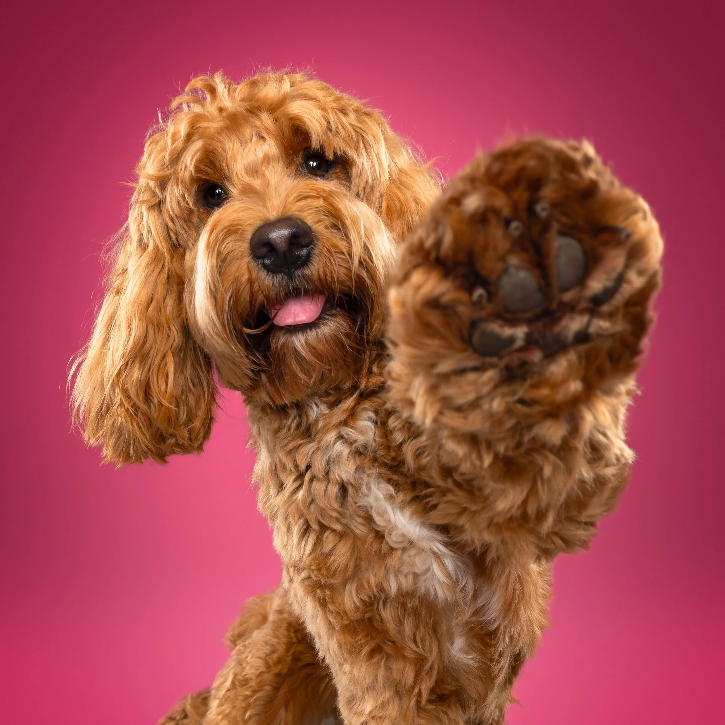 Een schattige, oranjebruine, gekrulde viervoeter die naar de camera wijst met een roze achtergrond.