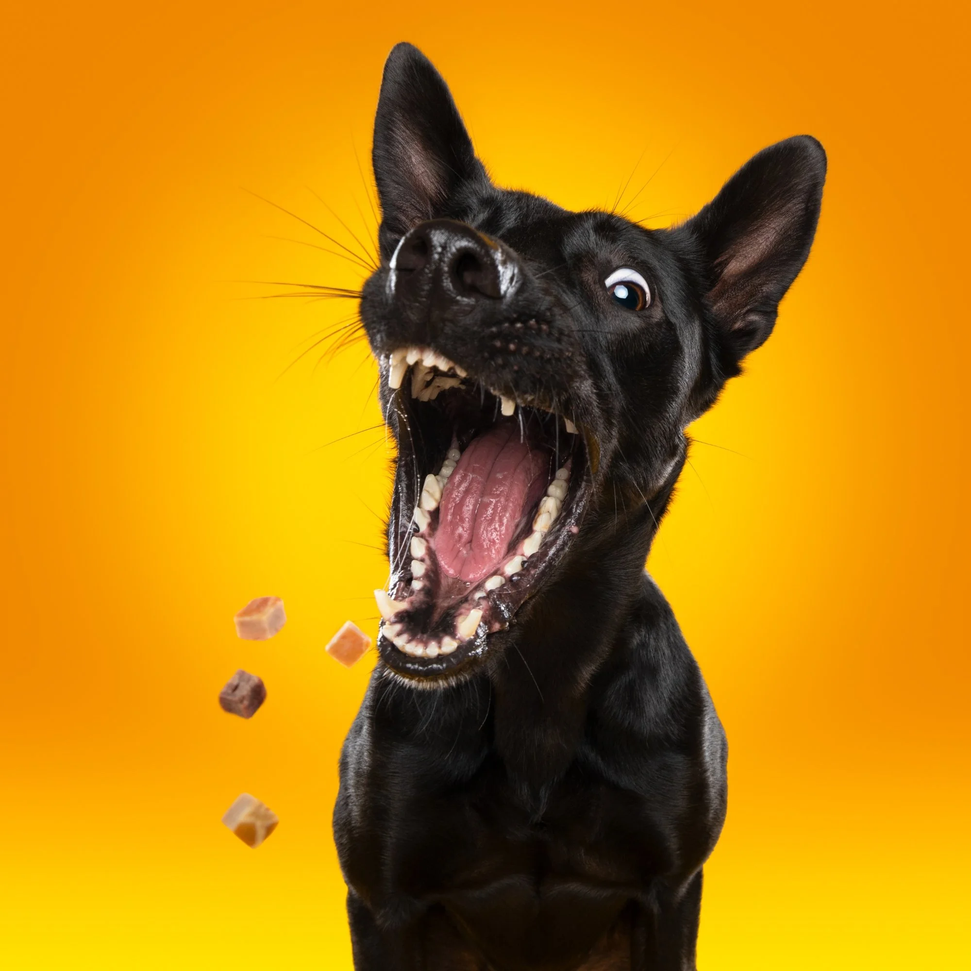 dogs catching treats Hond vangt koekjes