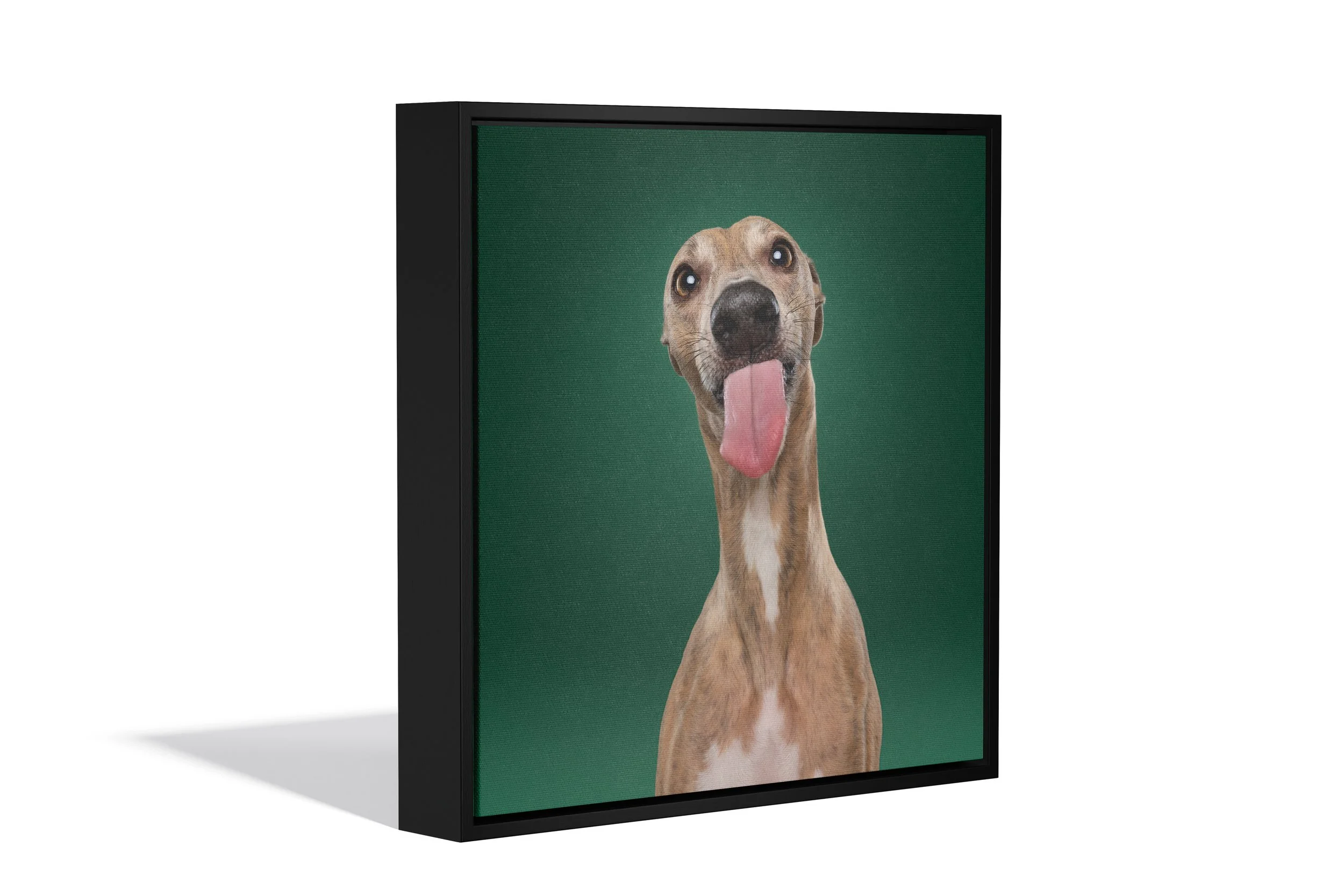 Hond op de foto | Exclusief hondenportret van High-End fotostudio Motherpuppers, de nr. 1 bestemming in Europa voor luxe hondenfotografie door award-winning hondenfotograaf Kimberley Jongen