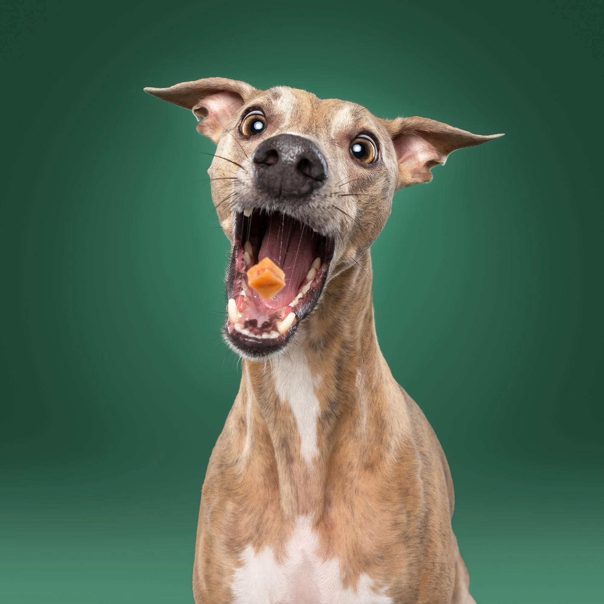 Happy brown dog with big ears, opens mouth and seems to be laughing against a green background.