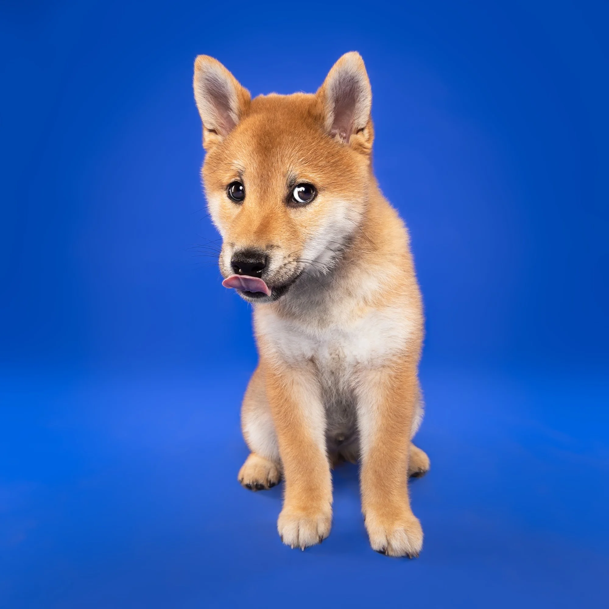 Schattig puppy met lichtbruin en wit vacht zit tegen een blauwe achtergrond, tong uit en kijkt speels.