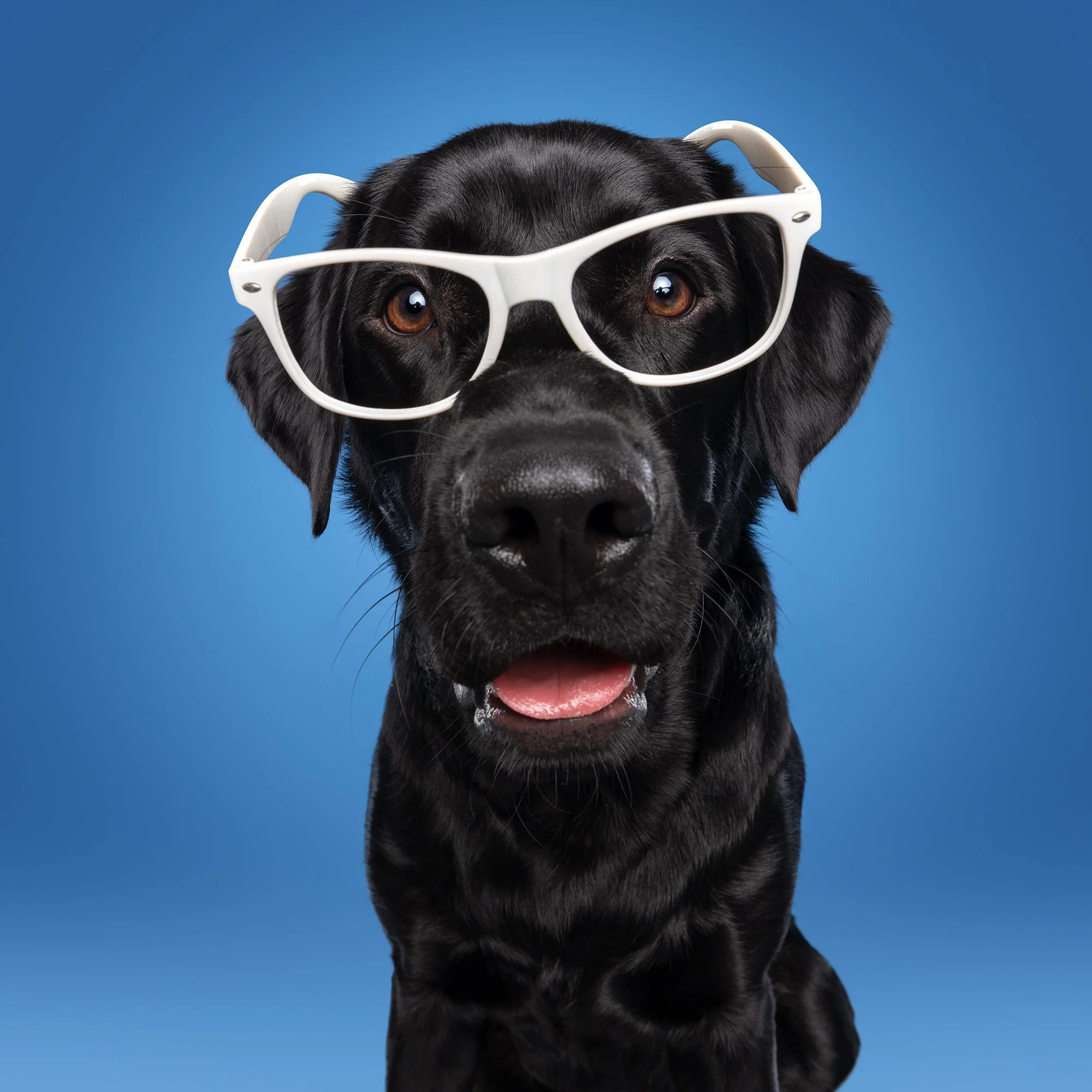Foto van huisdier bij hondenfotograaf KImberley Jongen tijdens een professionele fotosessie.
