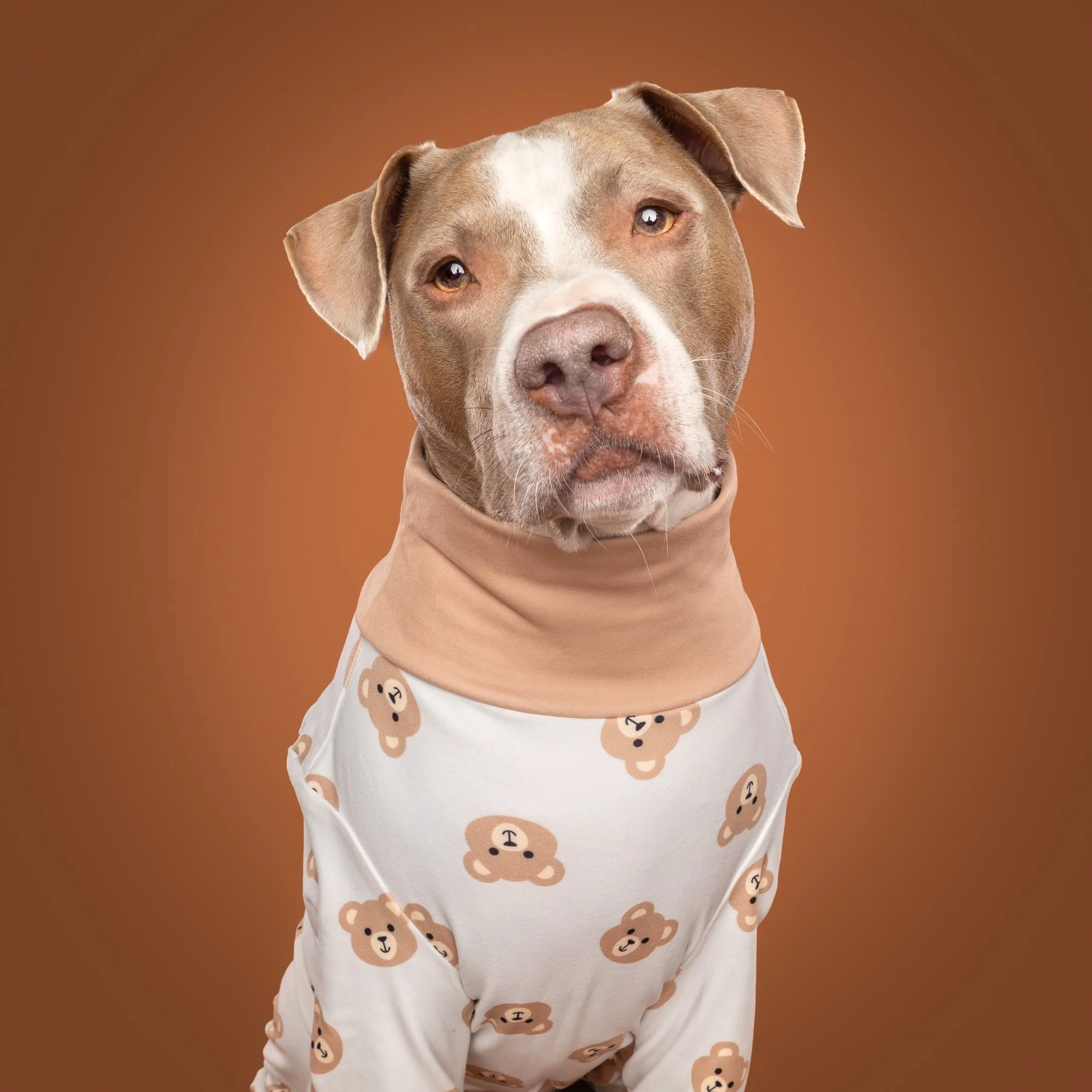 TPLO operatie van amerikaanse stafford Cadillac