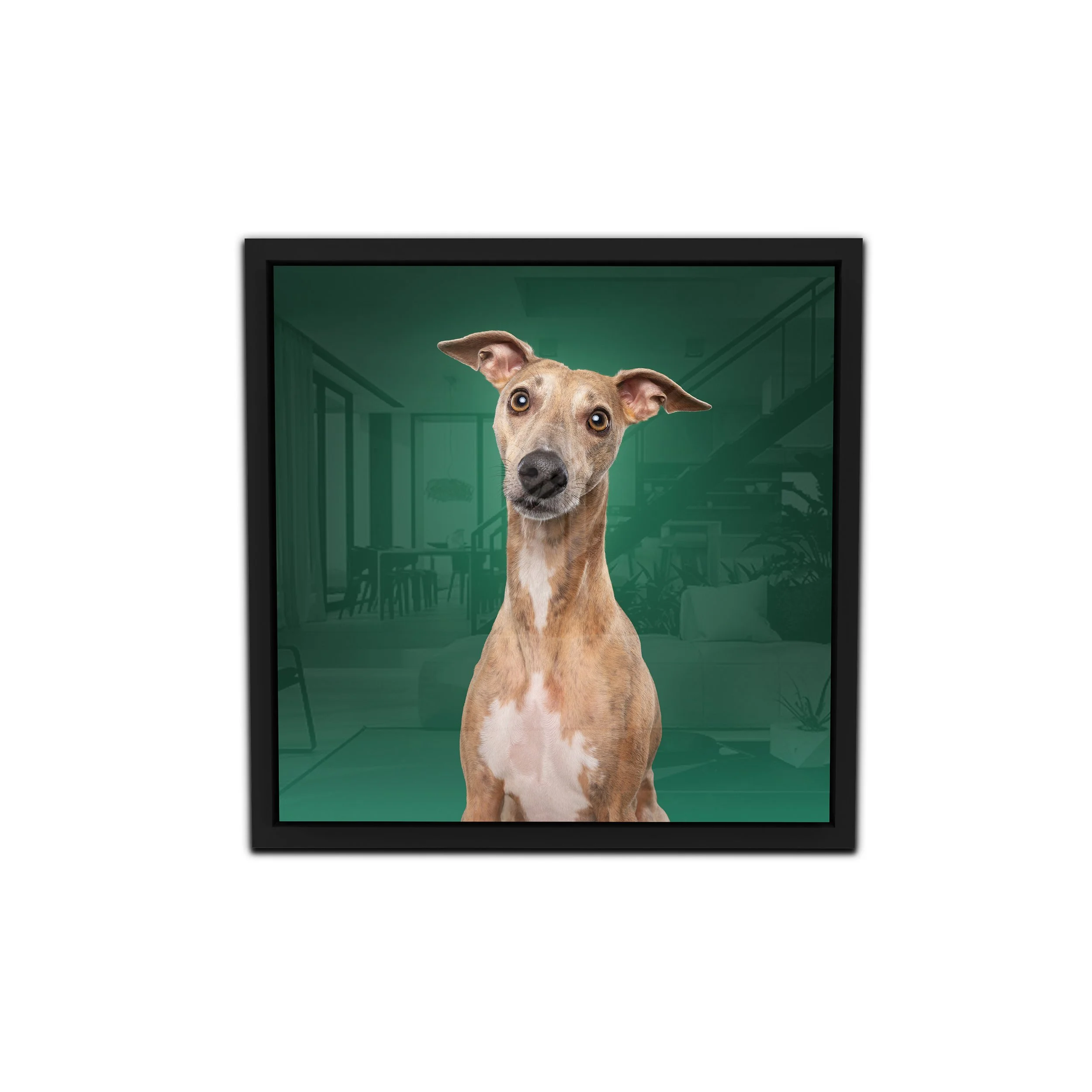 Whippet hond tijdens fotoshoot | Exclusief hondenportret van High-End fotostudio Motherpuppers, de nr. 1 bestemming in Europa voor luxe hondenfotografie door award-winning hondenfotograaf Kimberley Jongen