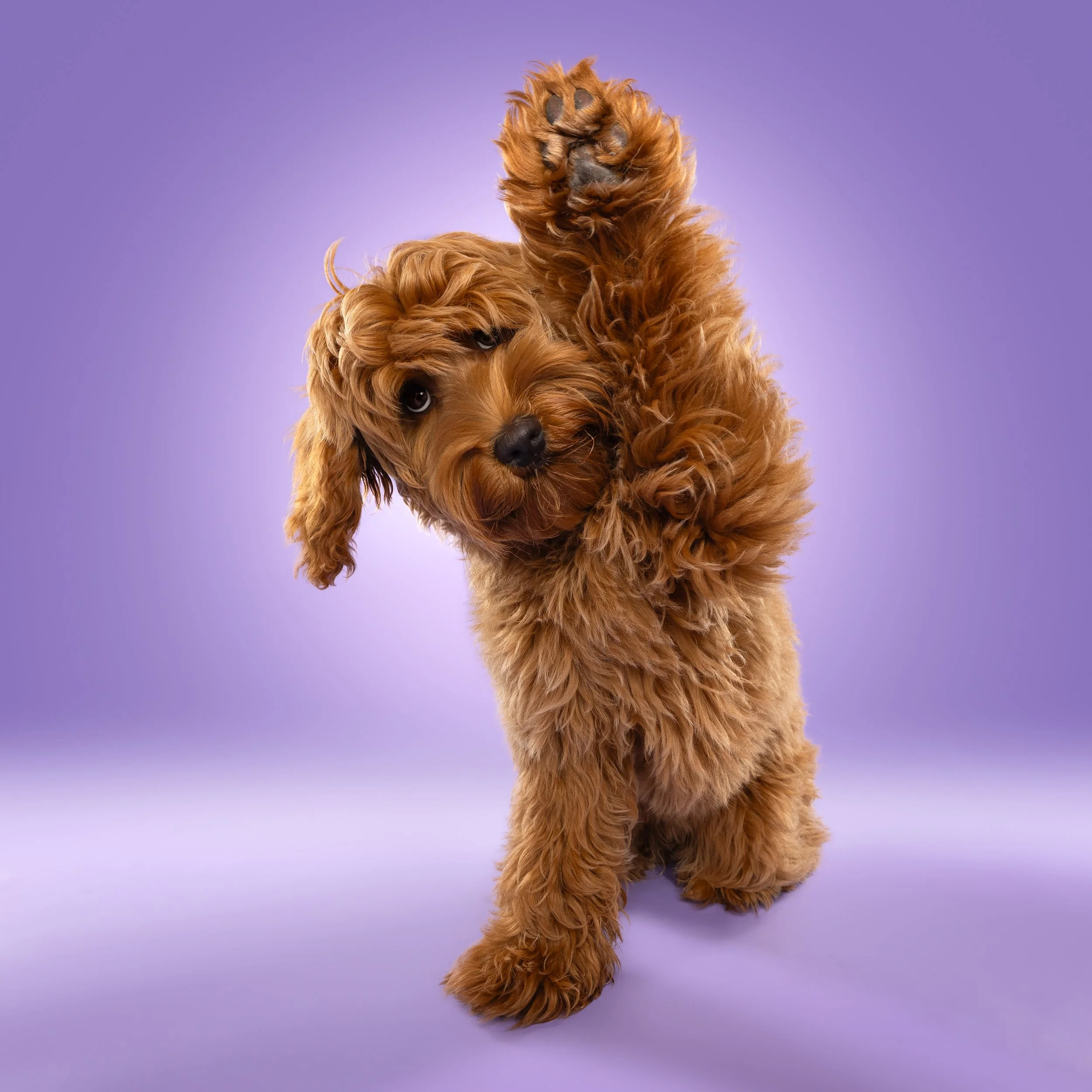 Het Beverly Hills pakket is eruit maar jij kan hem nog boeken!