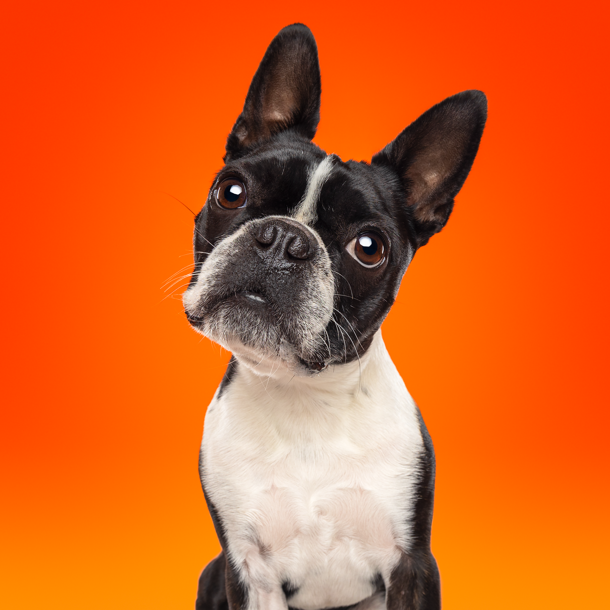 Close-up van een Franse bulldog met grote oren en een witte borst, voor een oranje achtergrond.