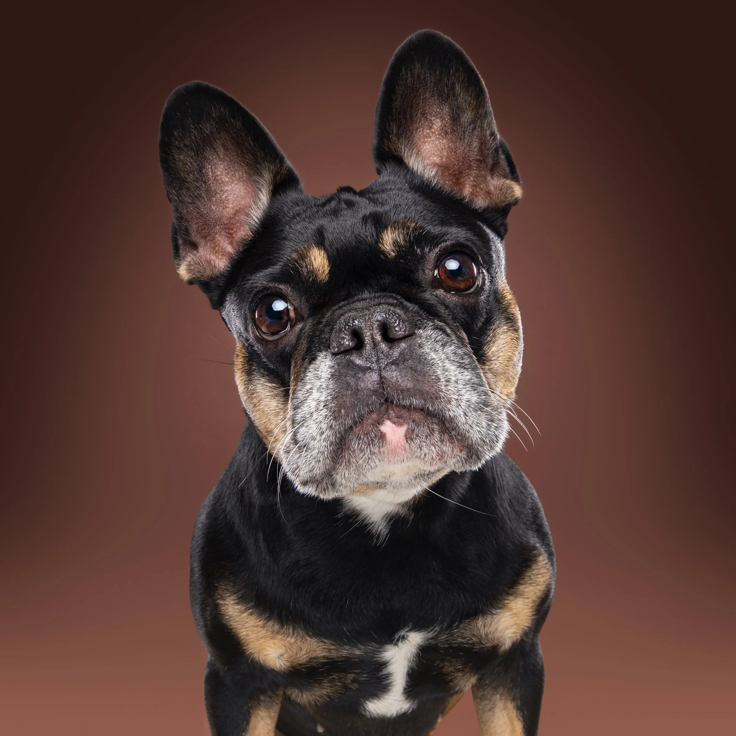 Een close-up van een Franse Bulldog met grote oren en een zwart-vacht.