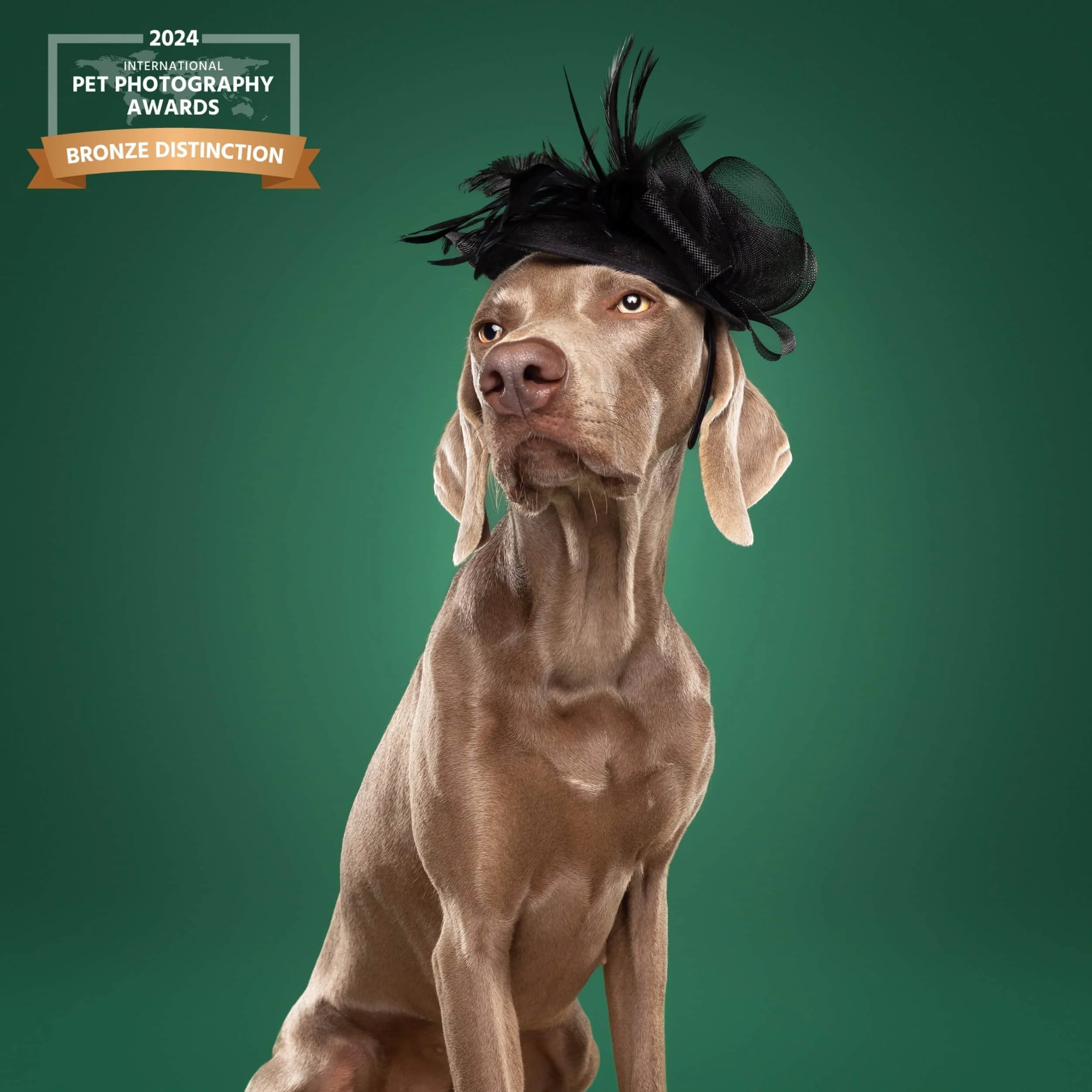 Hond met een zwart hoedje met pluimen, op een groene achtergrond, met een label voor de Pet Photography Awards 2024 en een bronzen onderscheiding.