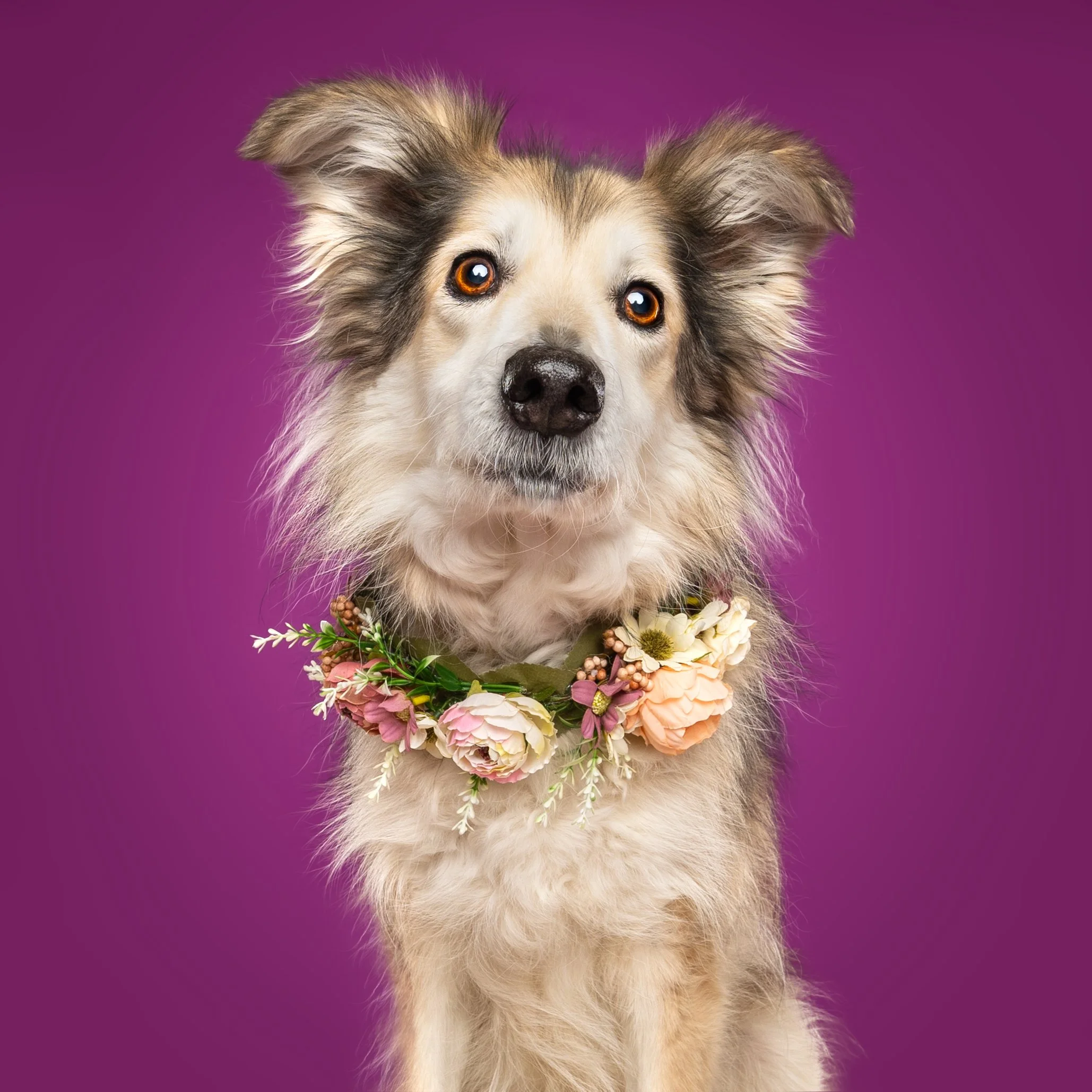 Fotoshoot met je hond in Rotterdam