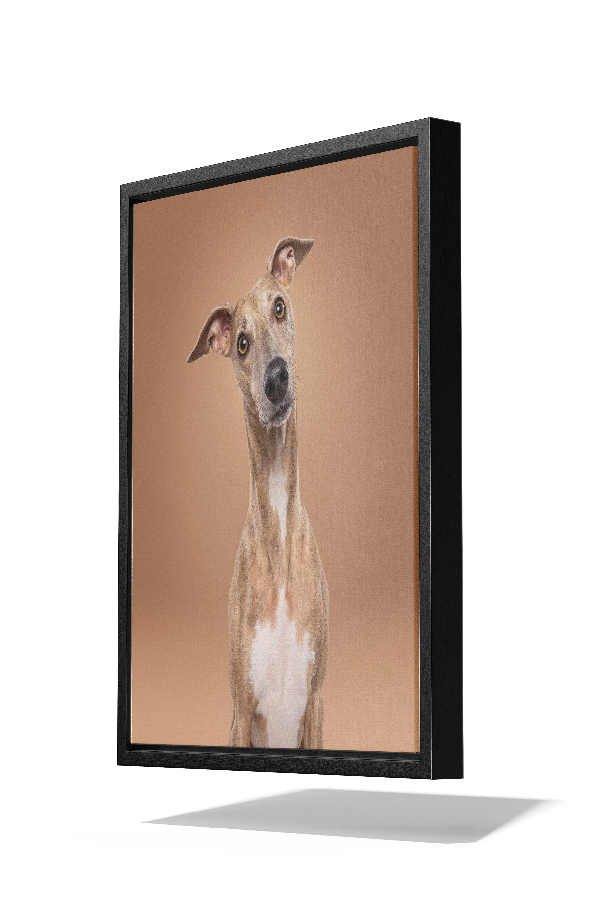 Whippet | Exclusief hondenportret van High-End fotostudio Motherpuppers, de nr. 1 bestemming in Europa voor luxe hondenfotografie door award-winning hondenfotograaf Kimberley Jongen