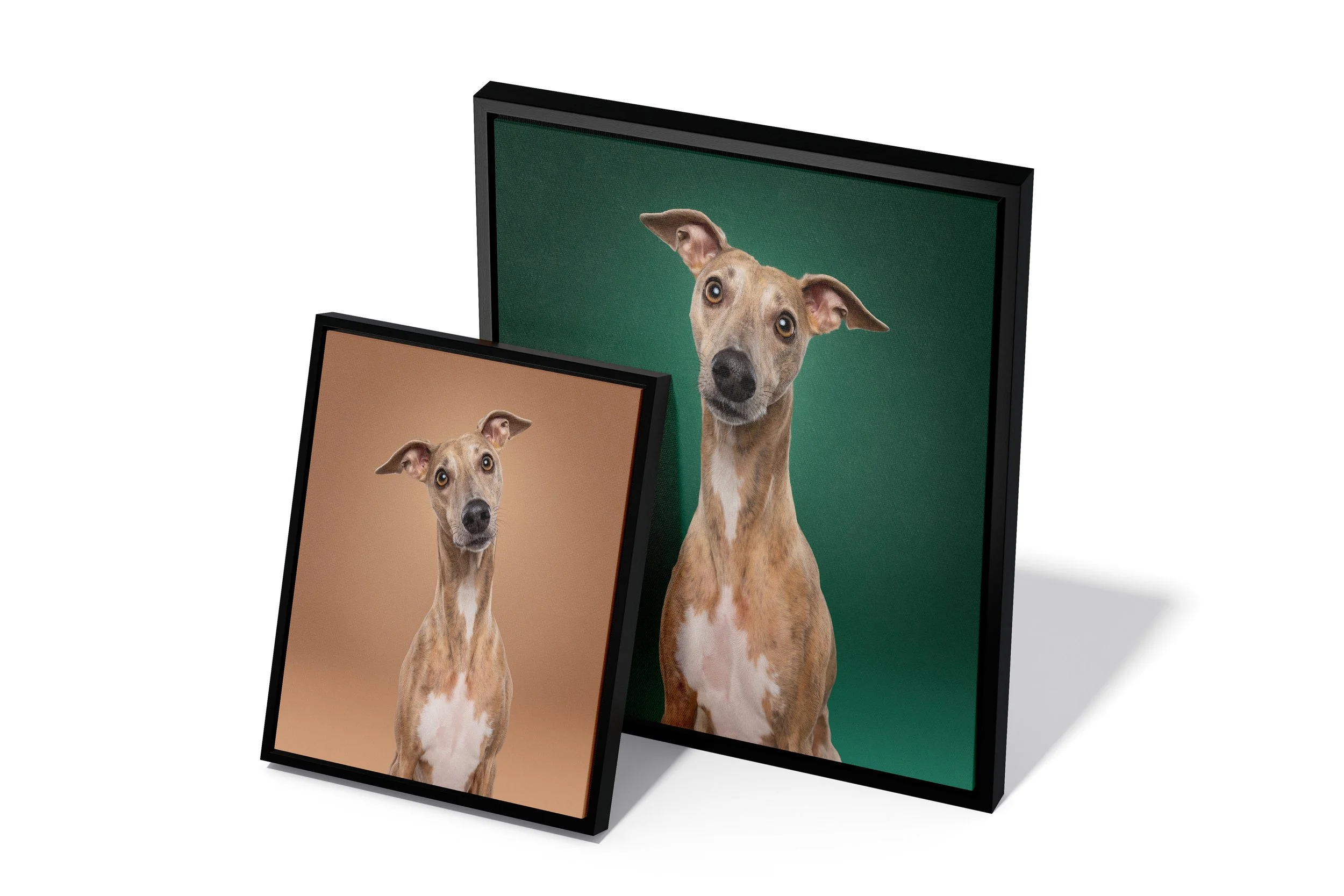 Ingelijste canvas als wanddecoratie | Exclusief hondenportret van High-End fotostudio Motherpuppers, de nr. 1 bestemming in Europa voor luxe hondenfotografie door award-winning hondenfotograaf Kimberley Jongen