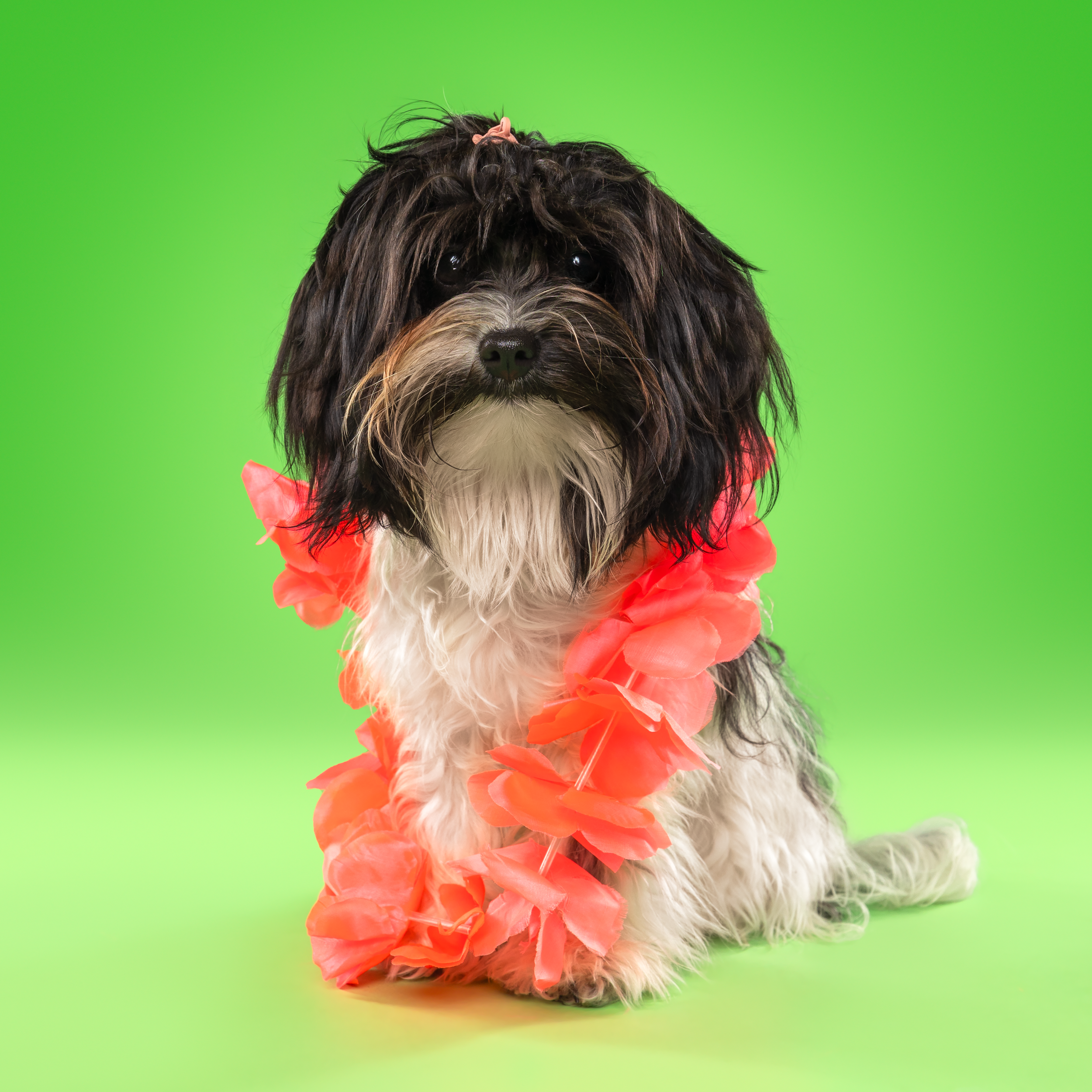 Honden fotoshoot bij hondenfotograaf Motherpuppers Studio