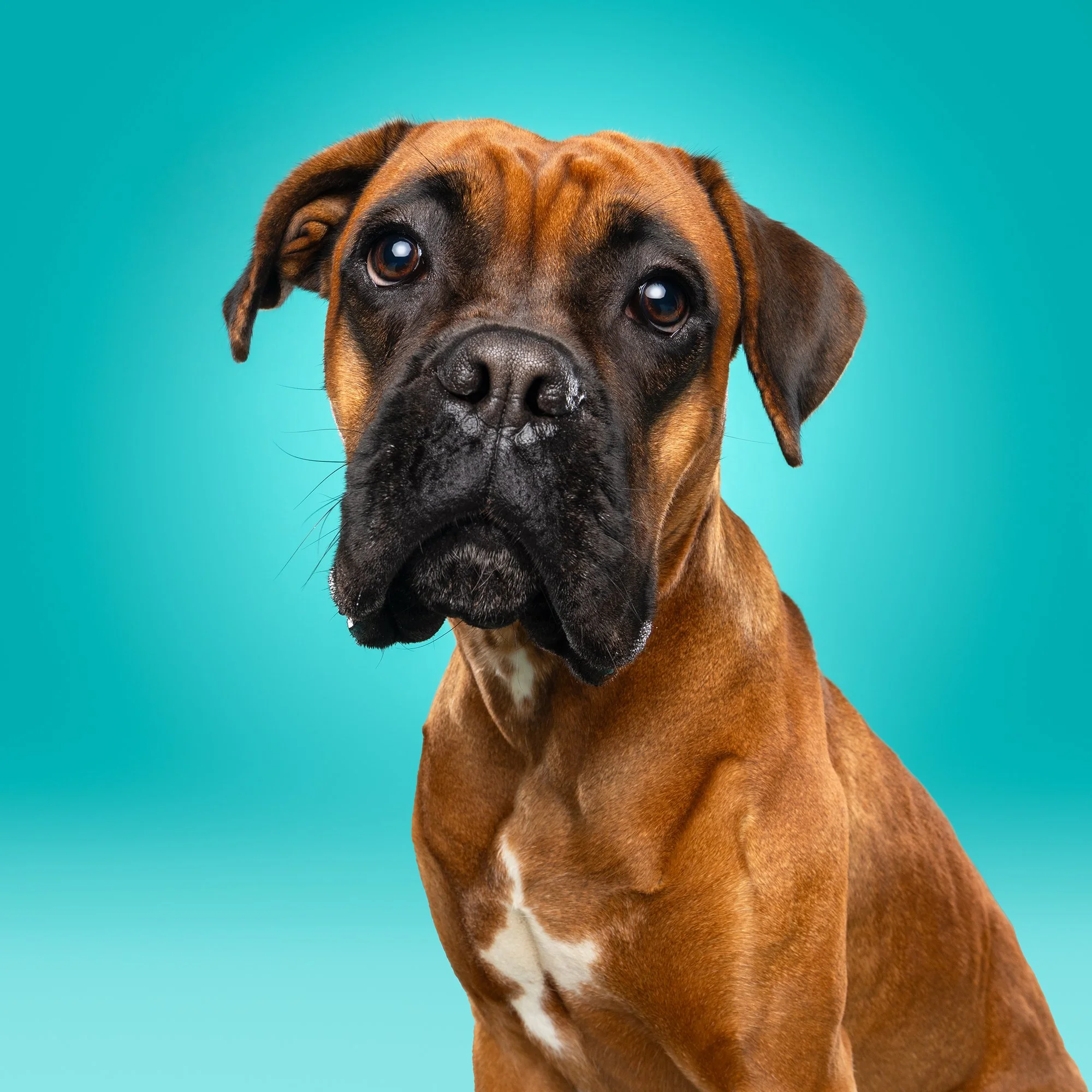 Joy bij hondenfotograaf Motherpuppers Studio