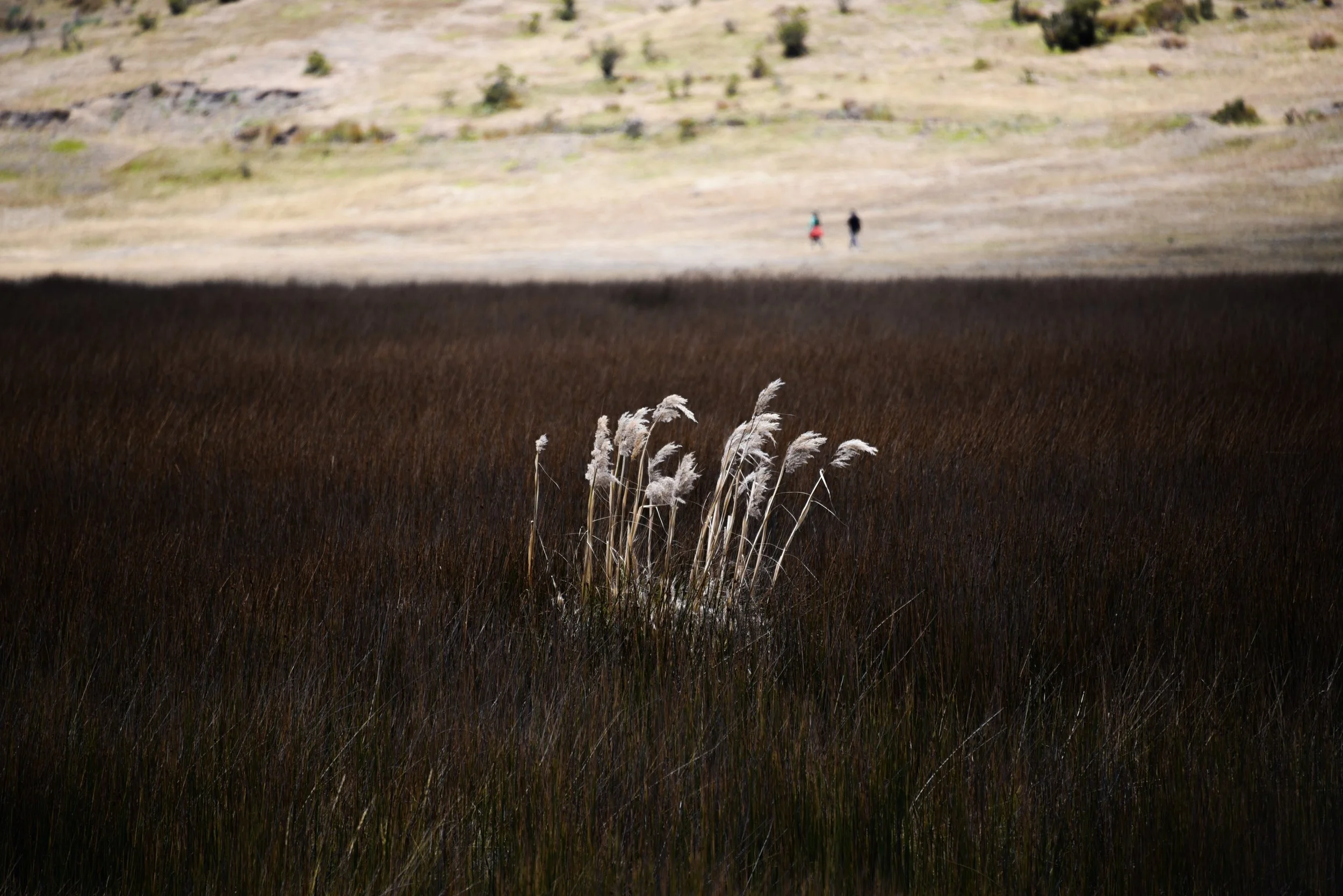 Pantano cotopaxi.jpg