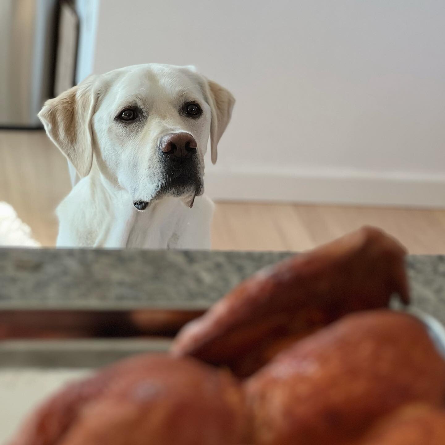 &ldquo;PLEASE, give me that turkey.&rdquo;