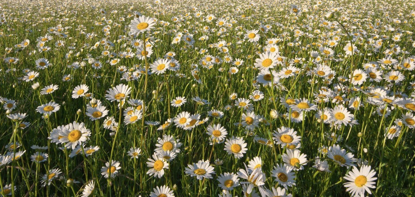 daisies.jpg