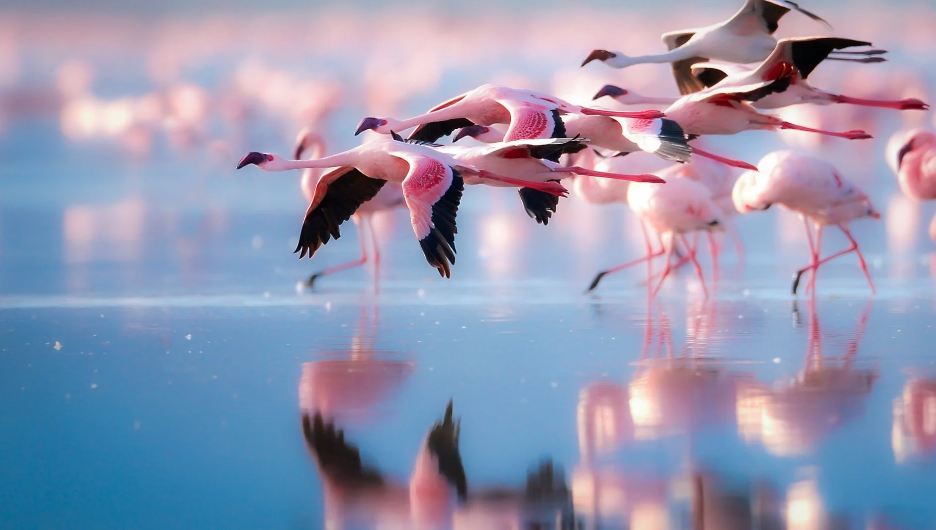 25112024-FLAMINGOS IMAGIKA COLOMBIA 2025.jpg