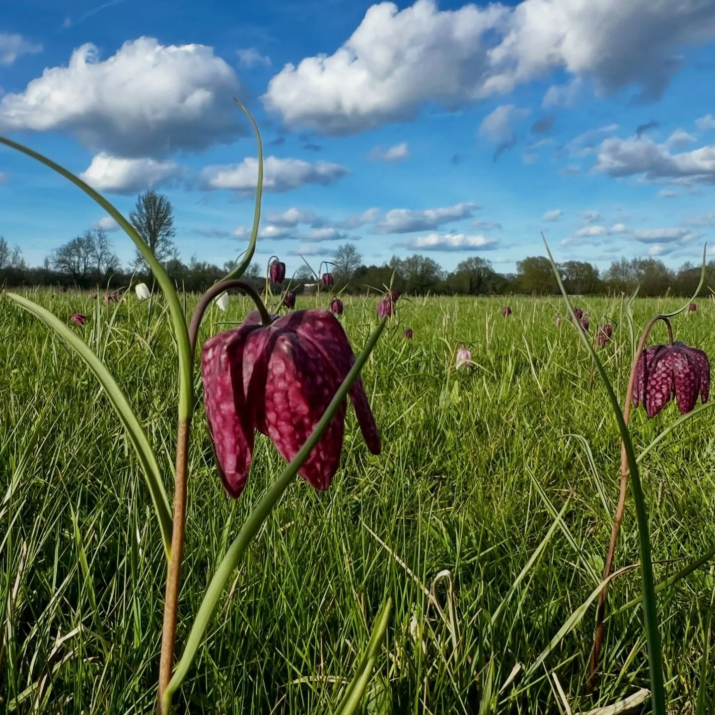 PSA: the snake-head fritillaries are out in Iffley Meadows! Here&rsquo;s my very hi-tech map of how to find them as they&rsquo;re in quite specific areas this year&hellip;