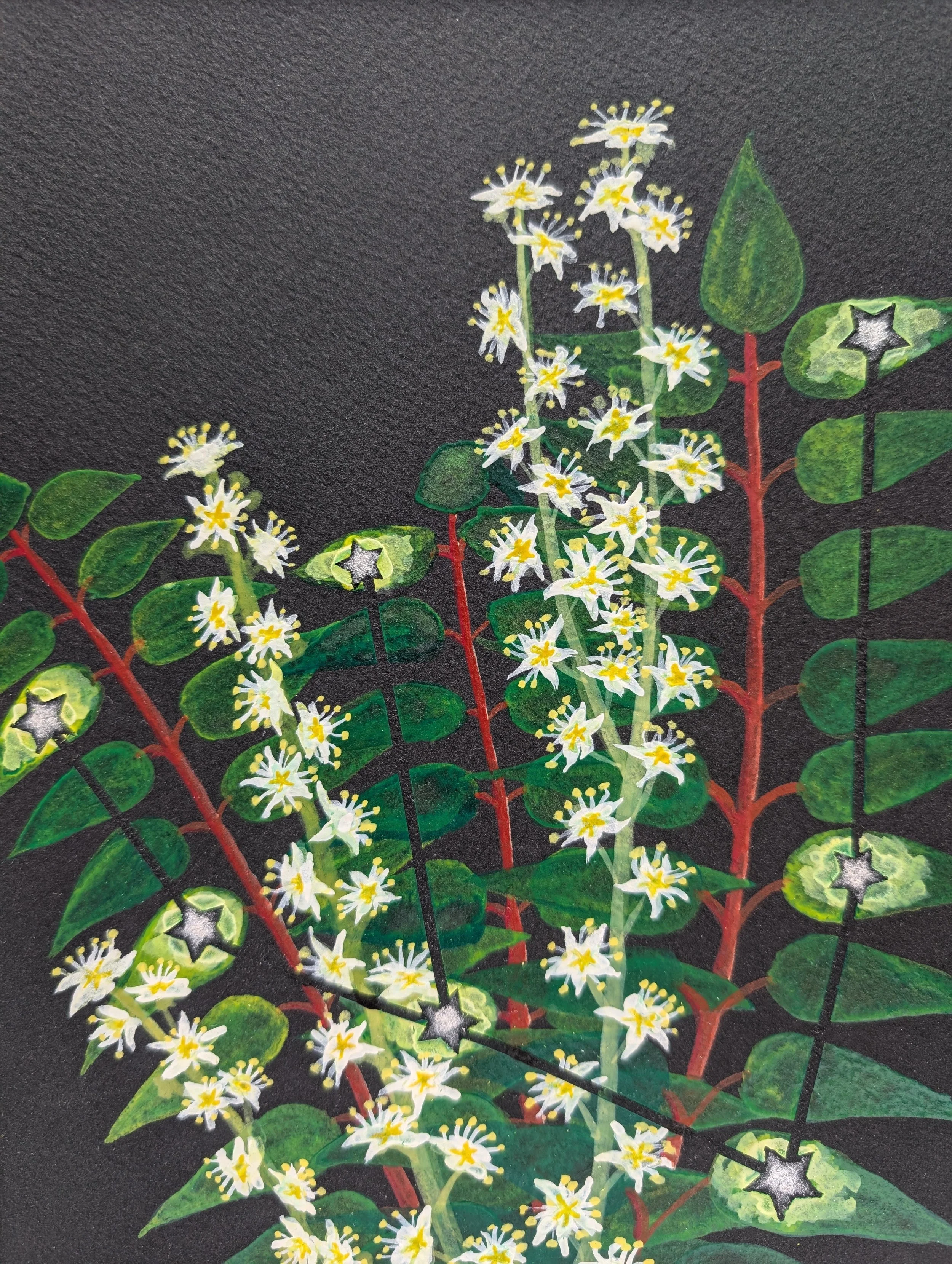 Ailanthus Constellation.jpg