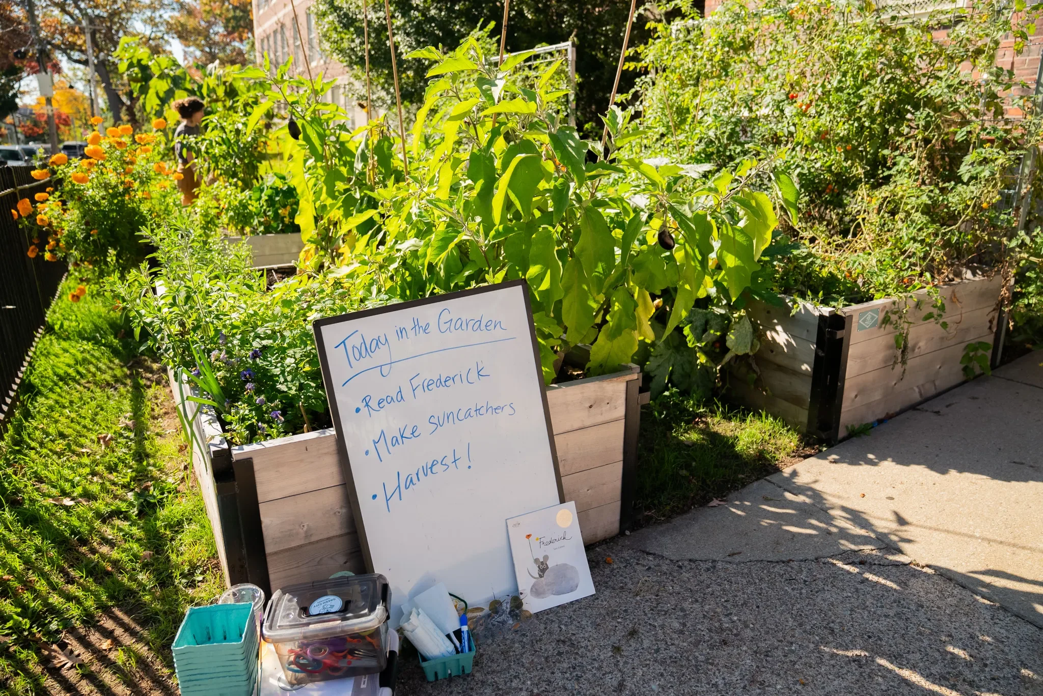 From School Gardens to Fenway Park: How Sara Rostampour Built a Life in Urban Agriculture