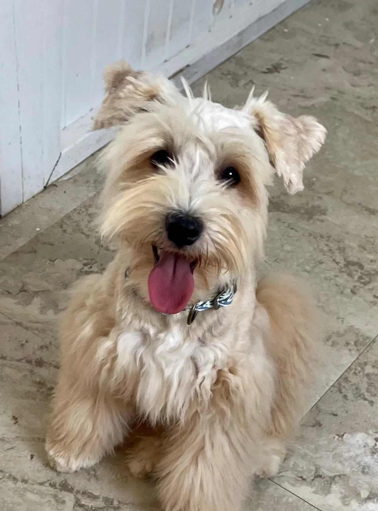 tam's toy & miniature schnauzers texas puppies — TAM'S TOY & MINIATURE