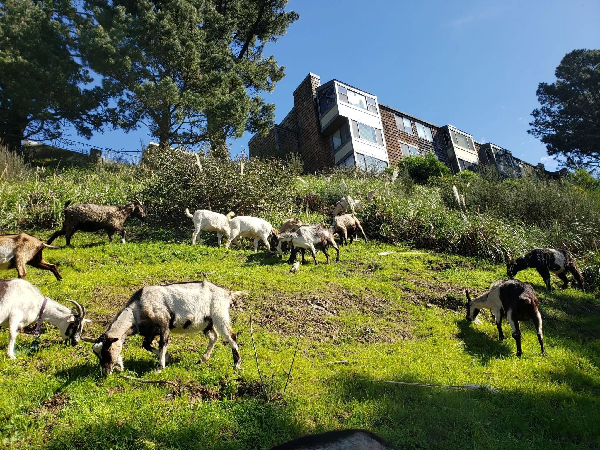 600 Goats Invade San Francisco!