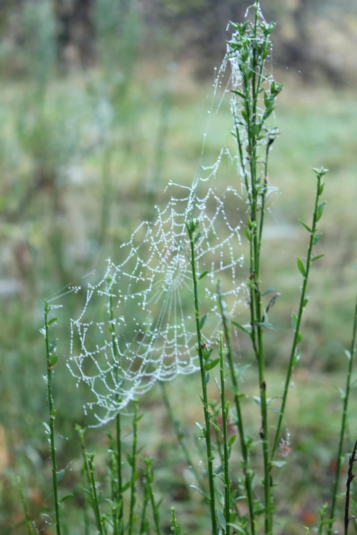 Picture Idea: Photography Of Scotland By Susan Knof