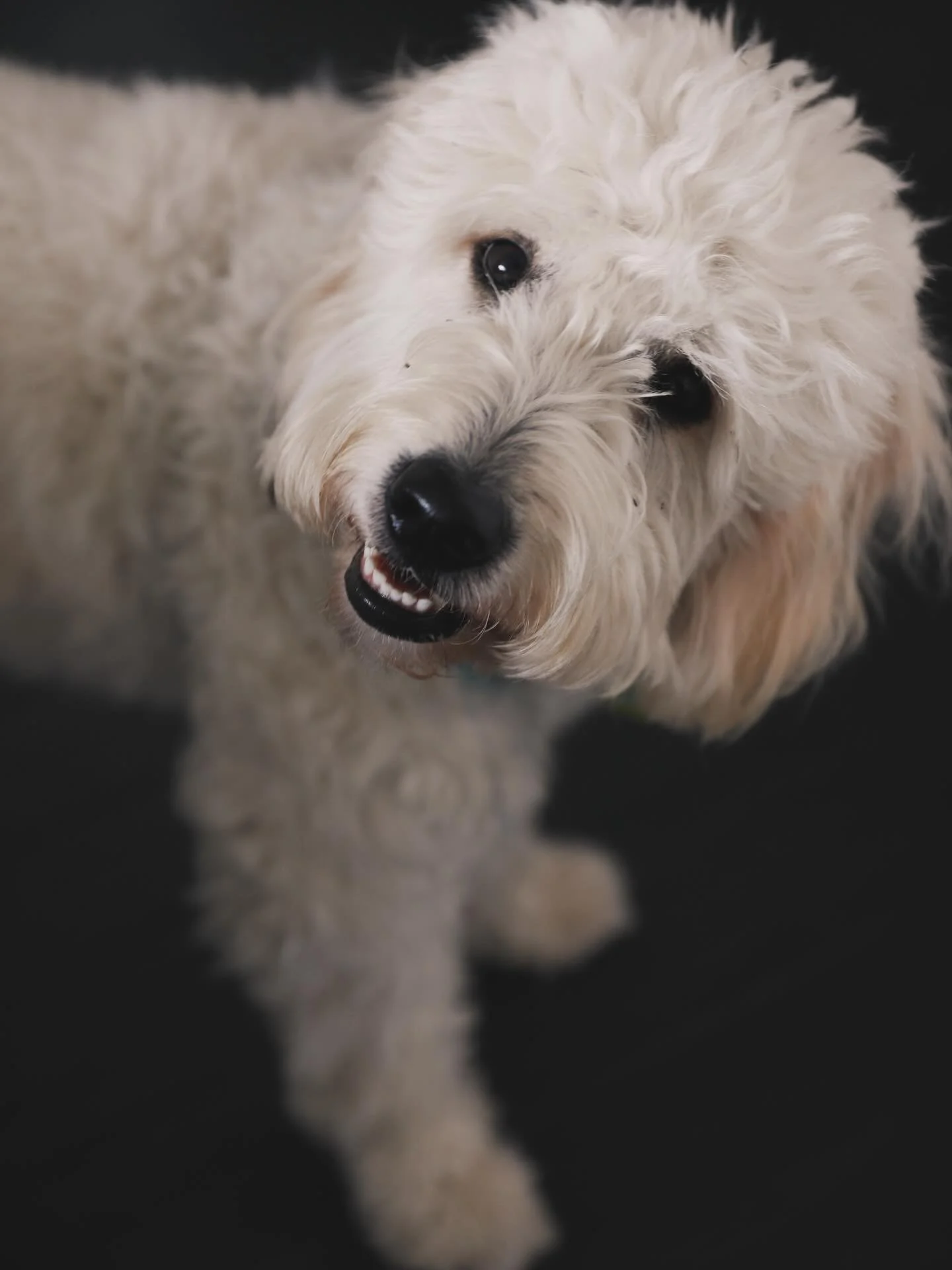 INFLUFFUENCER 🐾 | No team works without pawtnerships 🐾. Meet our supervisor, CHARLIE RAE 🐶 Named after Charles and Ray Eames this little girl is full of style and grace. She makes every project is PAWfect 🐾 and she is definitely Cooler than me 😎