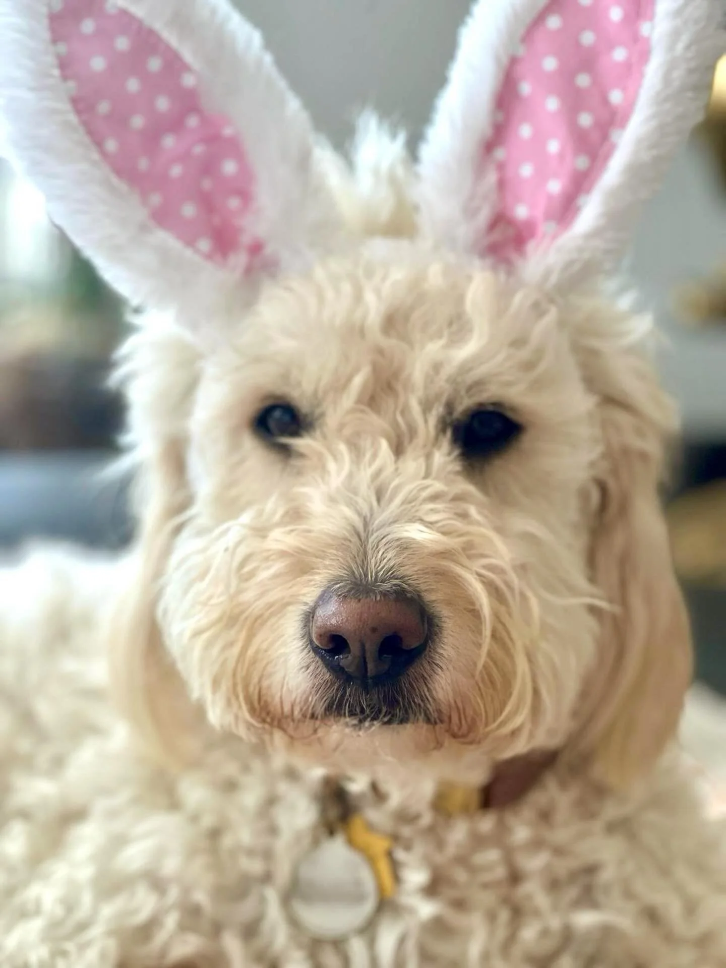 HAPPY EASTER 🐣 from Charlie bunny 🐰