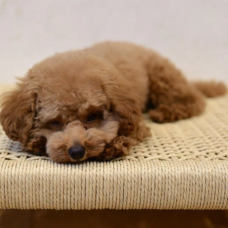 TOP DOG 🐶 | When your VIP client @comfy.yoshi picks his favourite spot during install. Custom woven cane benches, he has good taste! @knofdesign