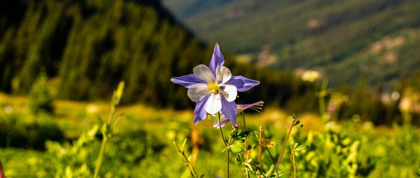 Columbine flower near mountains in Colorado