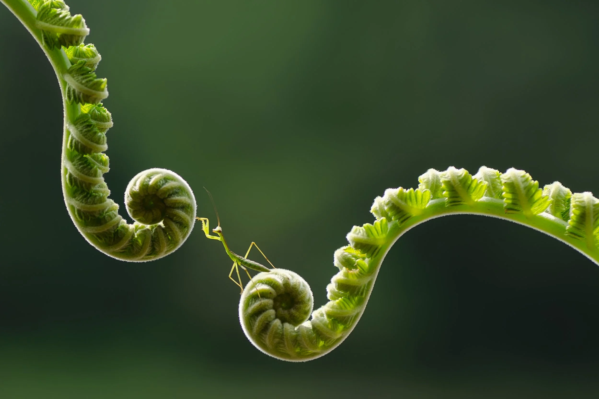 Close-up of two young, curled green fern fronds with a tiny praying mantis on one of the spiraled tips, set against a blurred dark green background.