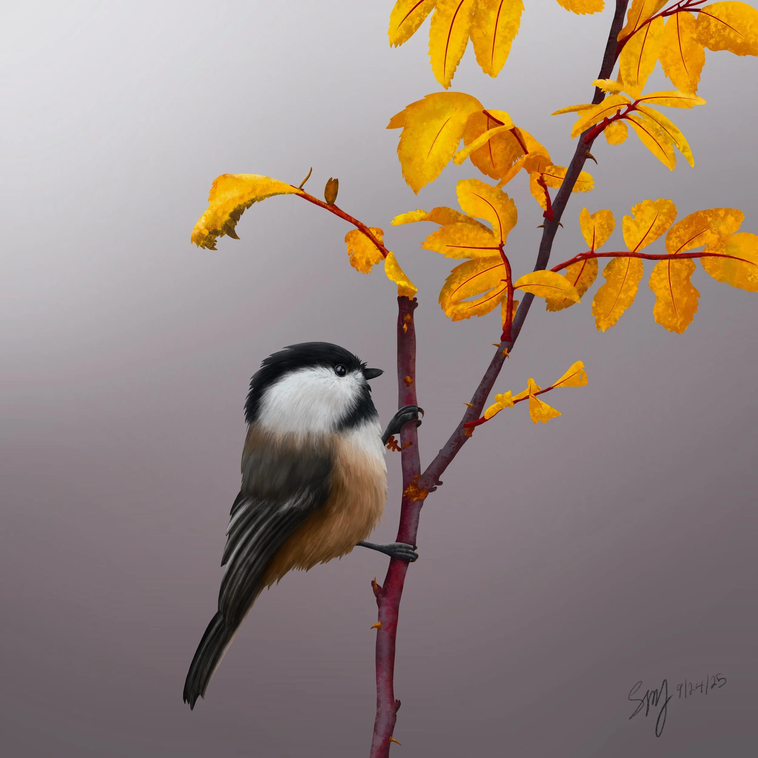 Chickadee_🐦.jpeg