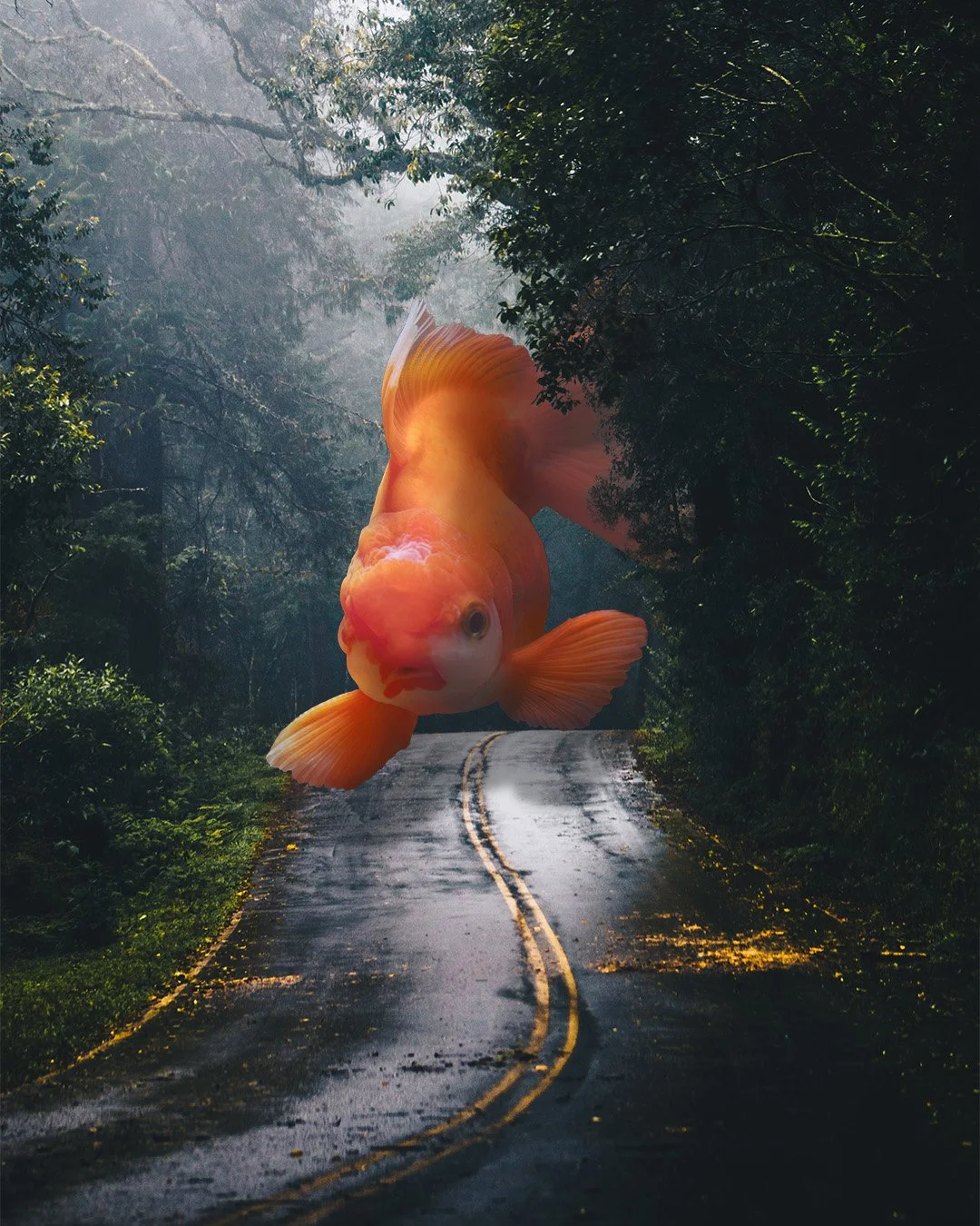 Homework-Goldfish1.jpg