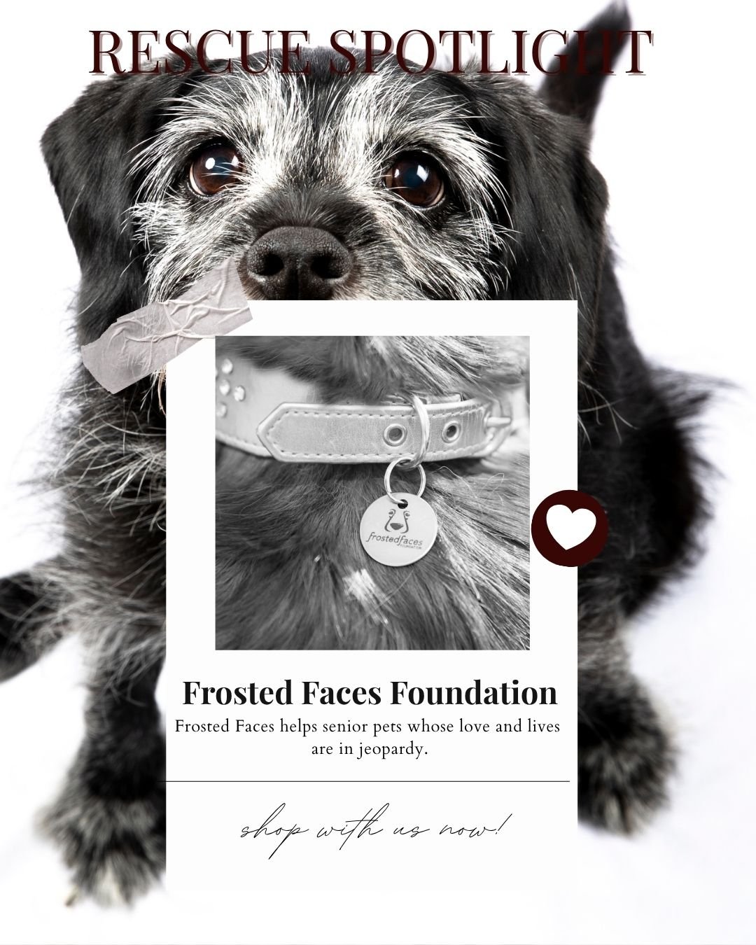 A black and white photo of a rescue dog with a collar and tag, with overlay text about Frosted Faces Foundation that helps senior pets in jeopardy.