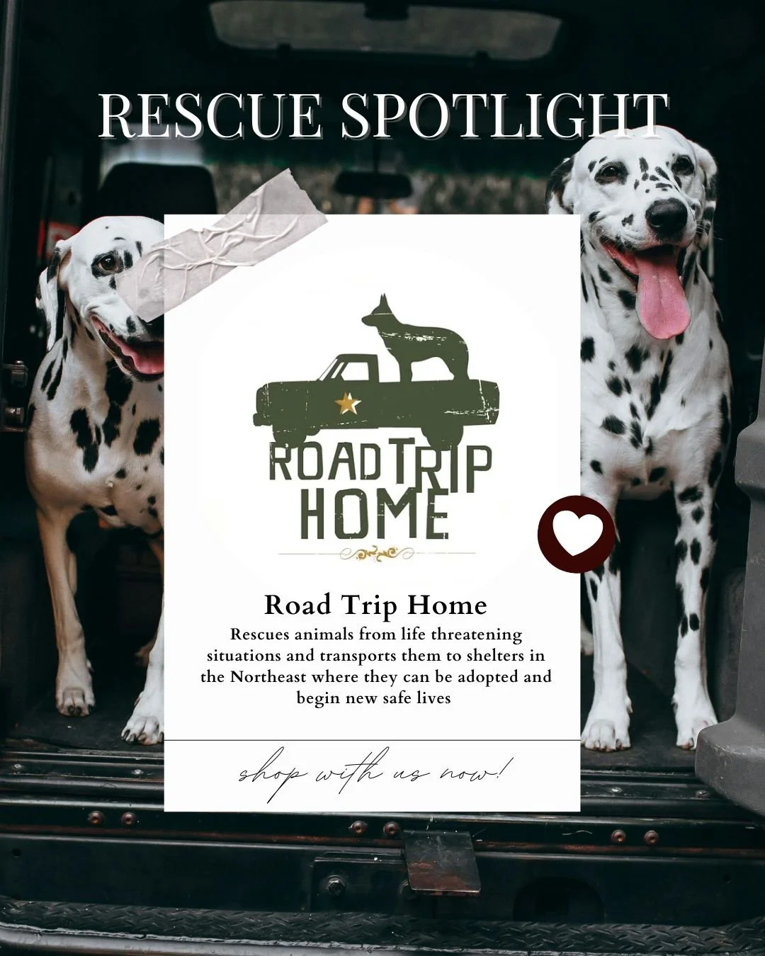 Two Dalmatian dogs in the back of a vehicle with a rescue theme poster in front showing a dog on a truck, reading 'Rescue Spotlight: Road Trip Home.' The poster describes rescuing animals and transporting them to shelters in the Northeast for adoption.