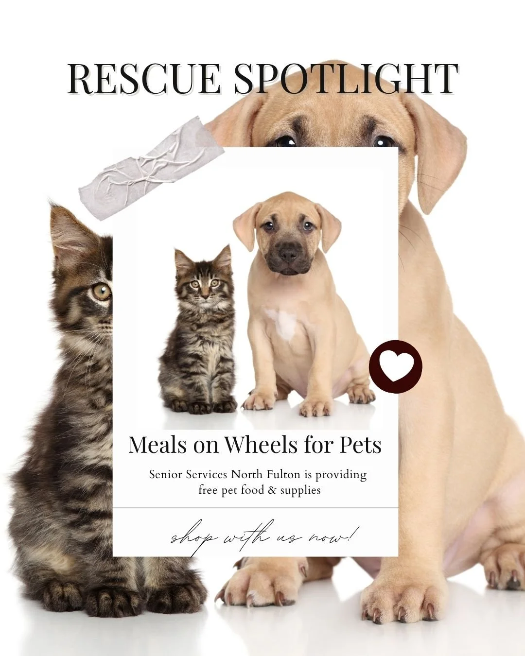 Flyer featuring a kitten, a puppy, and a dog with text about pet food and supplies from Senior Services North Fulton.