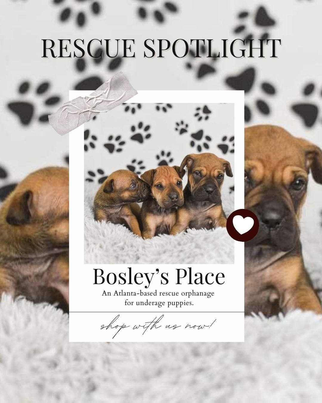 A flyer for Bosley's Place rescue orphanage featuring an image of four adorable puppies sitting on a fluffy surface with a paw print background, and text promoting pet adoption.