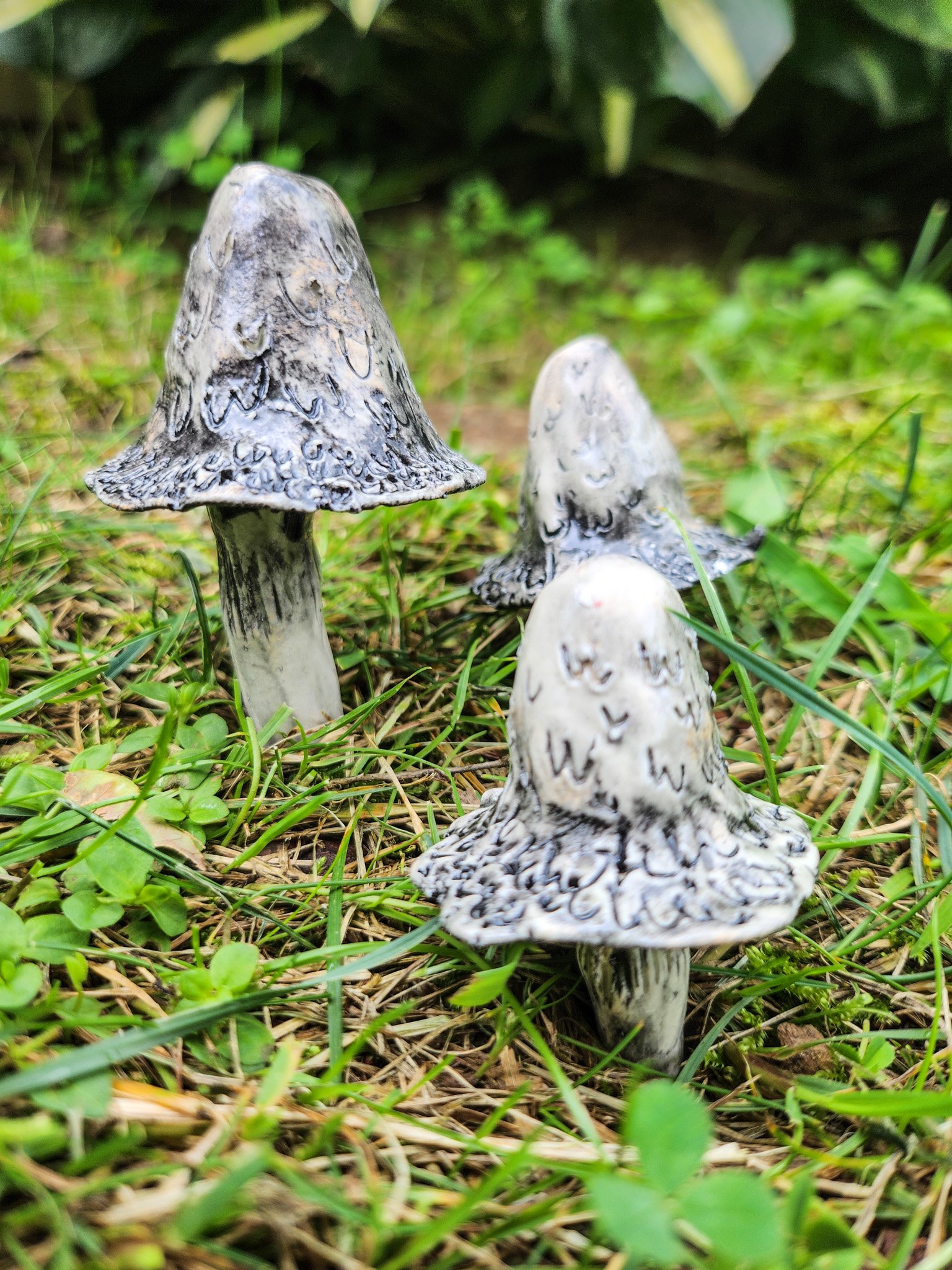 🍄Inky Cap Mushrooms