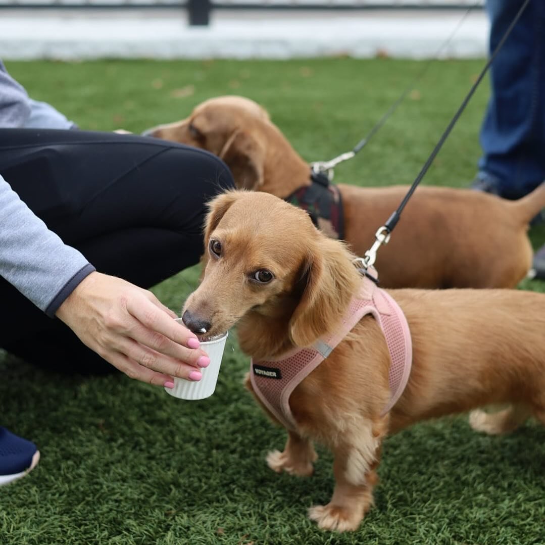 Meet our newest obsession: the pupachino! ☕🐶 Treat your furry friend to a delightful cup of whipped cream bliss! Perfect for those adorable &lsquo;pup&rsquo;-uccino dates or simply spoiling your pup! 🐾💕