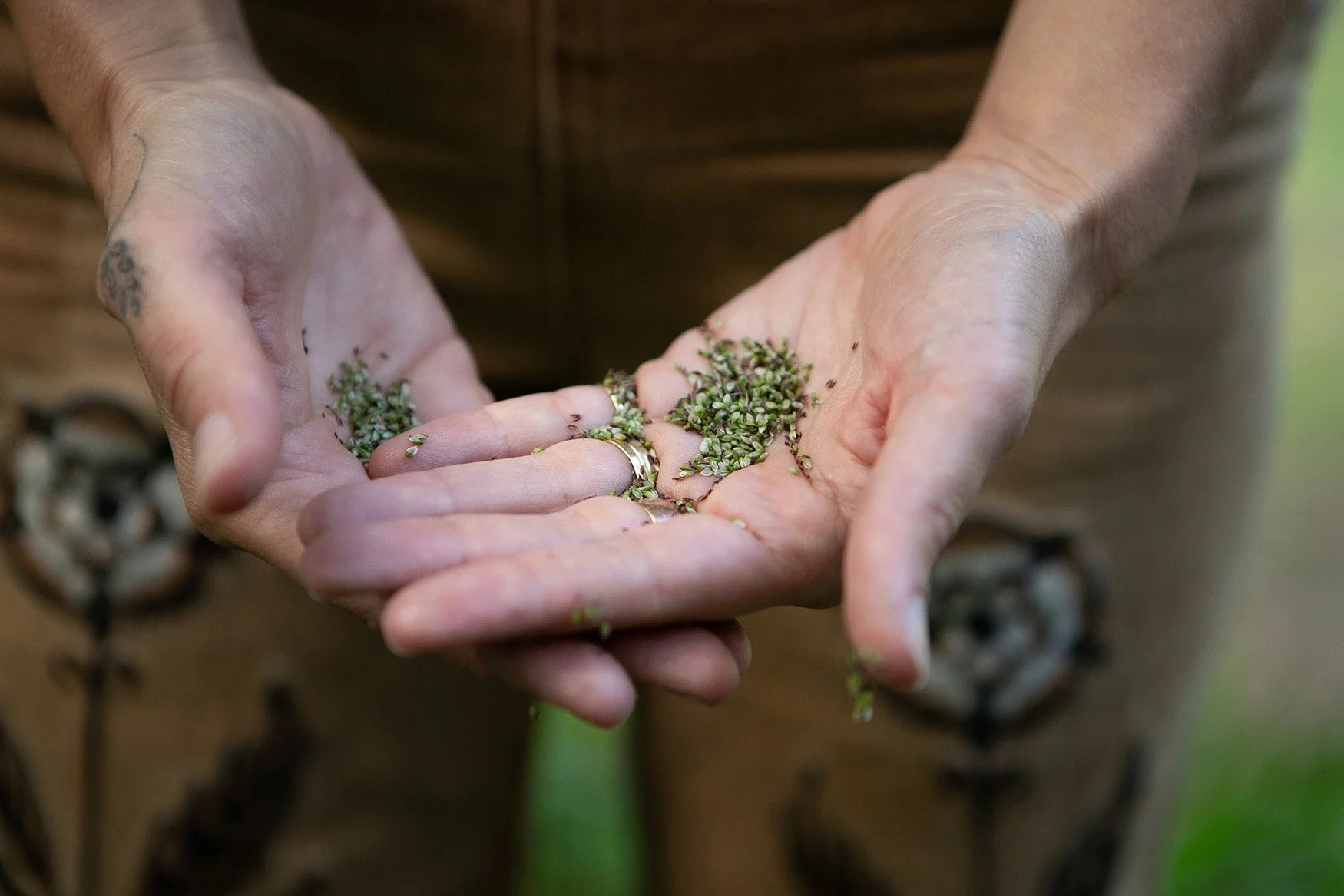 Close-up of a person's hands holding small green seeds.