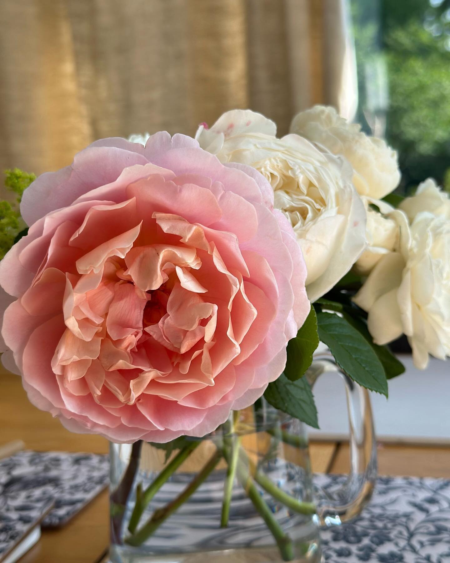 The new beauty in my life &lsquo;Eustacia Vye&rsquo; from @david_austin_roses. Heavenly sent with blushes of pink and apricot.

Ken and I had a lovely visit to @david_austin_roses on Monday and it was heavenly (I did well to only come away with one)!