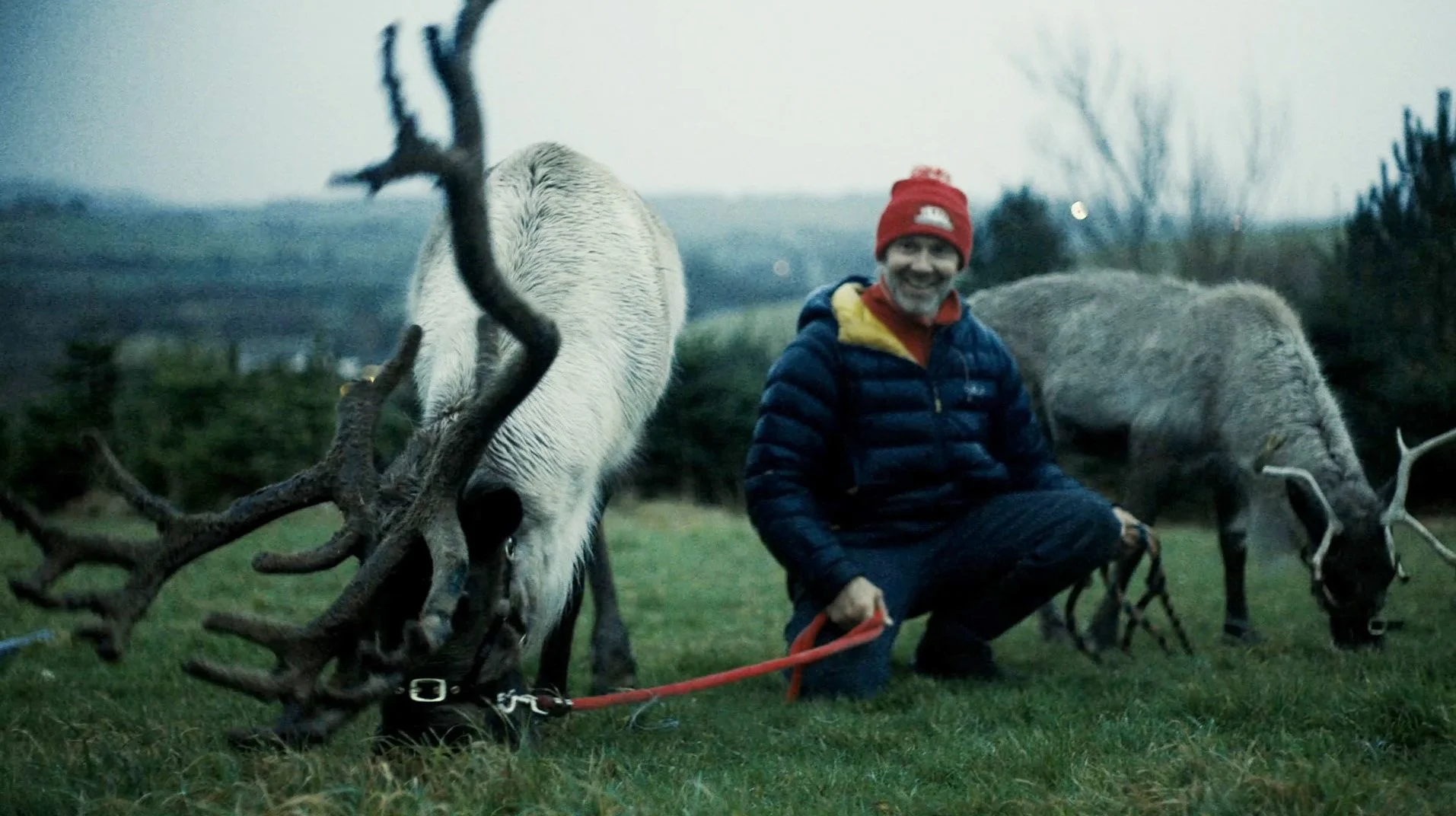 Meet the reindeers North wales