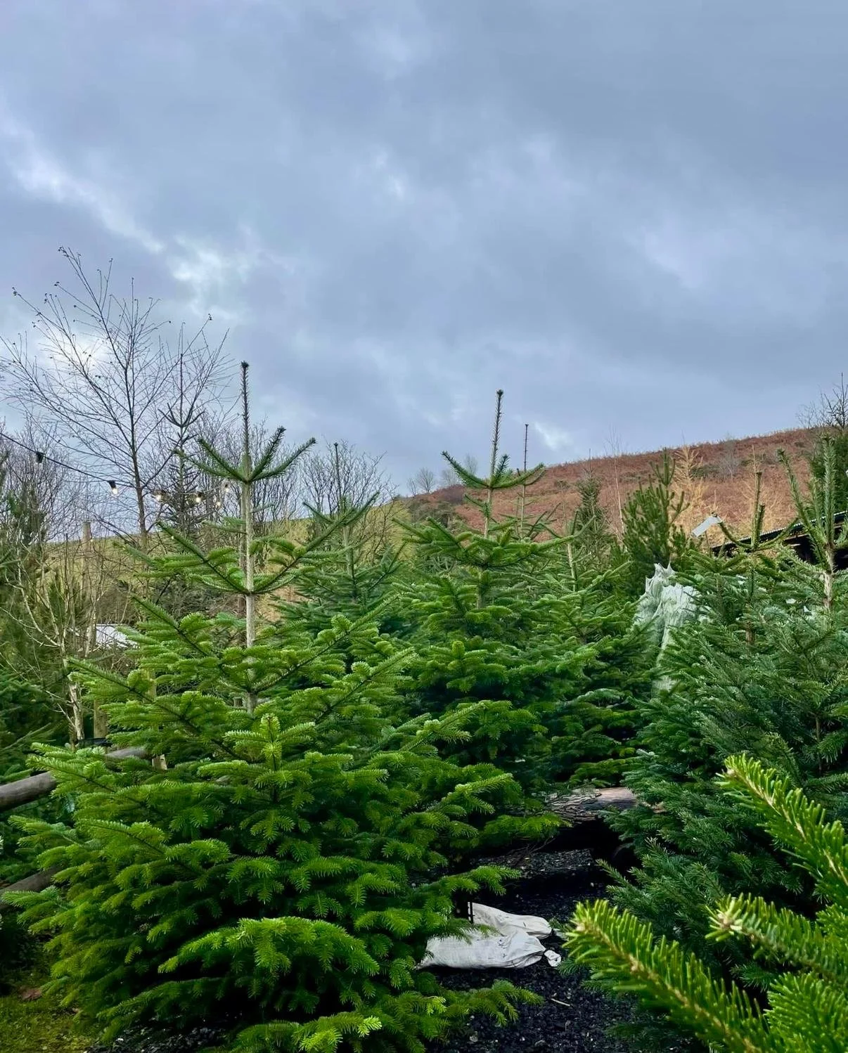 buy your christmas tree at north hills farm