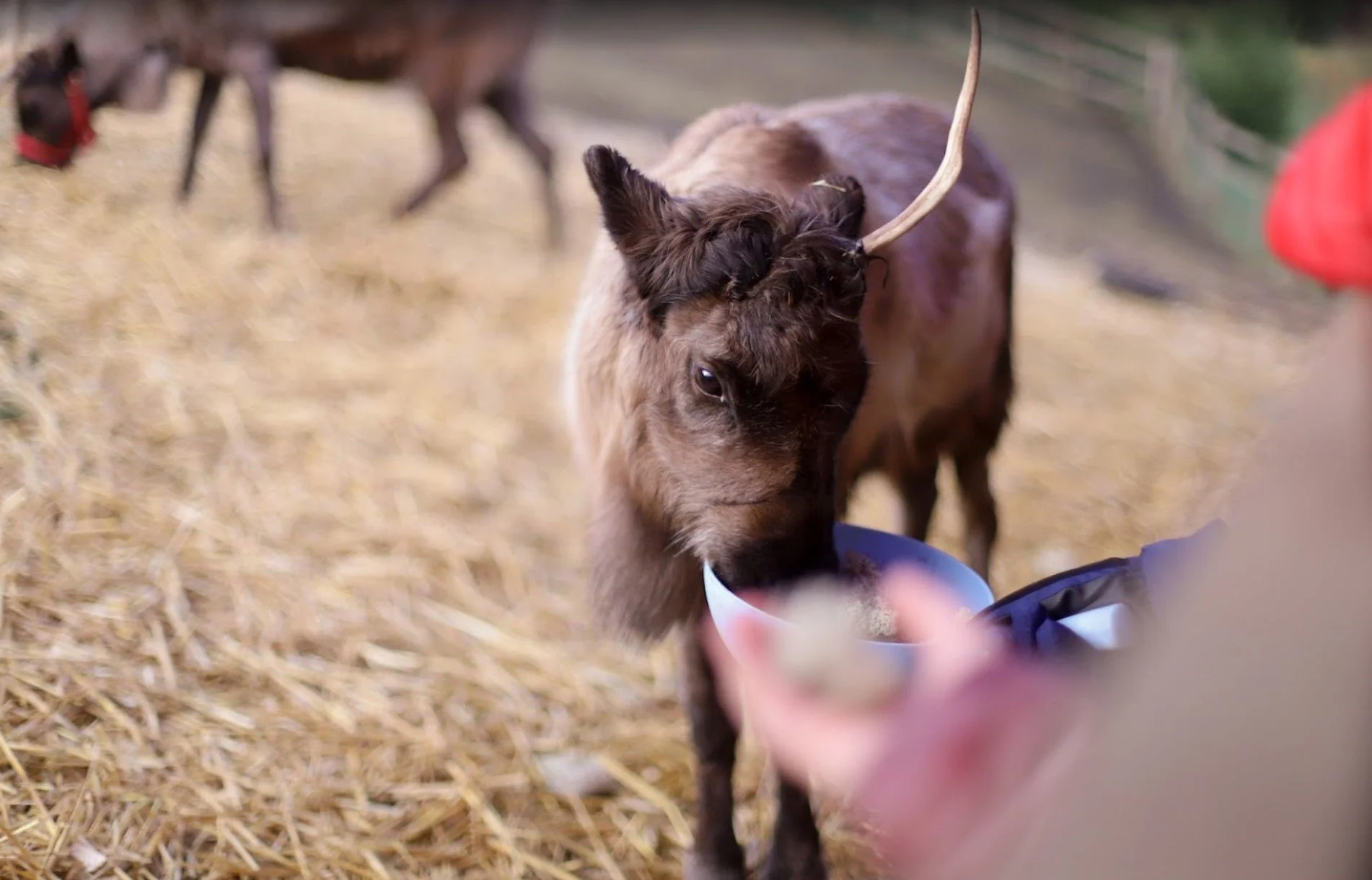 feed our reindeers north wales