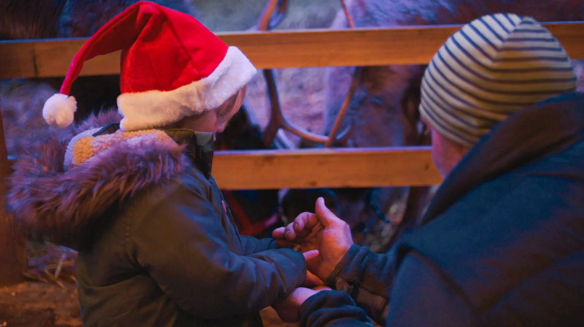 Feeding Reindeers North Wales