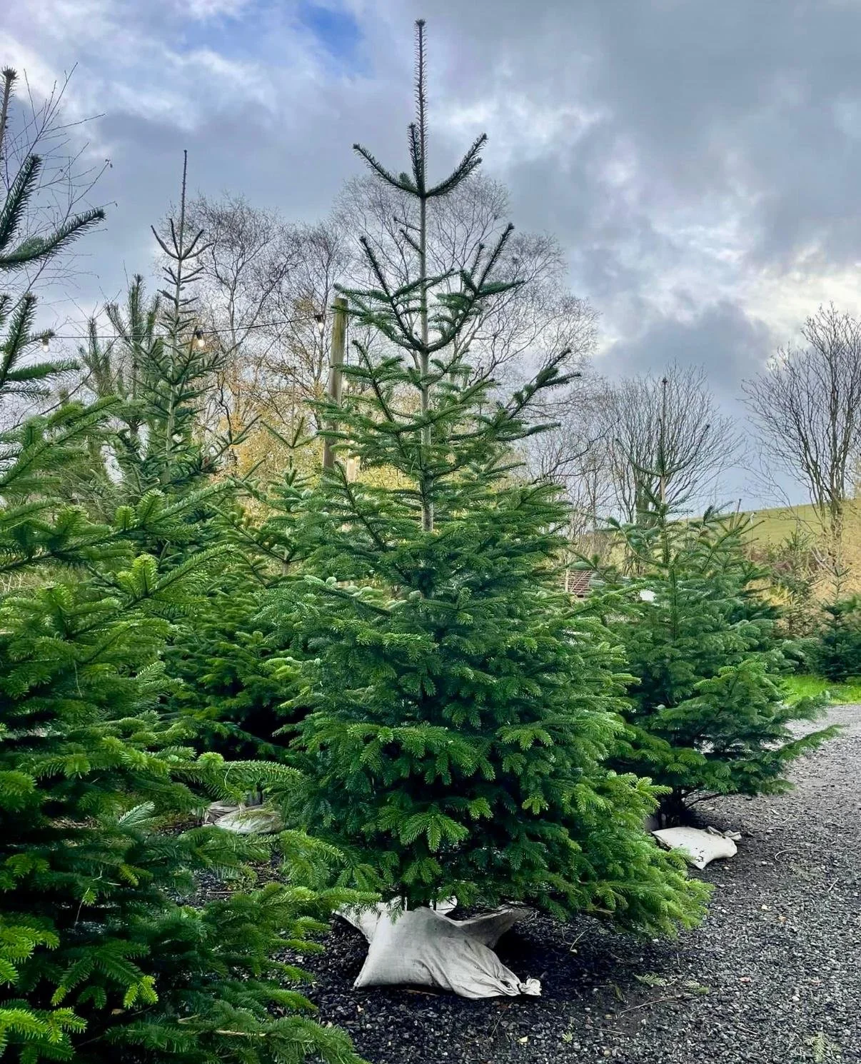 large Christmas tree north wales