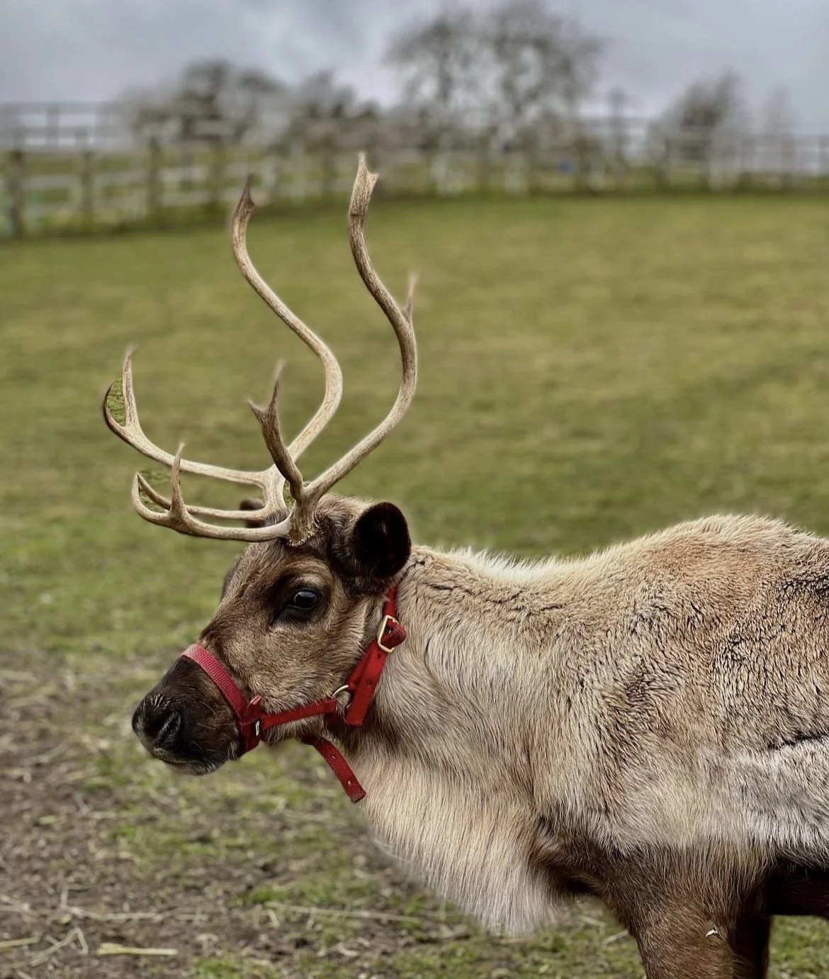 adult cow reindeers north wales