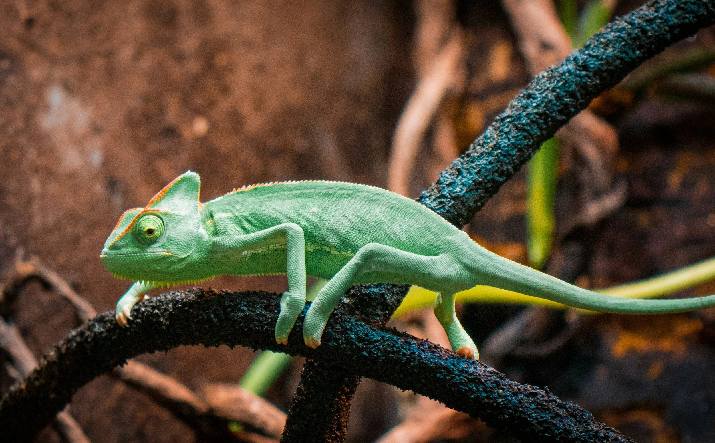 The Comms Chameleon